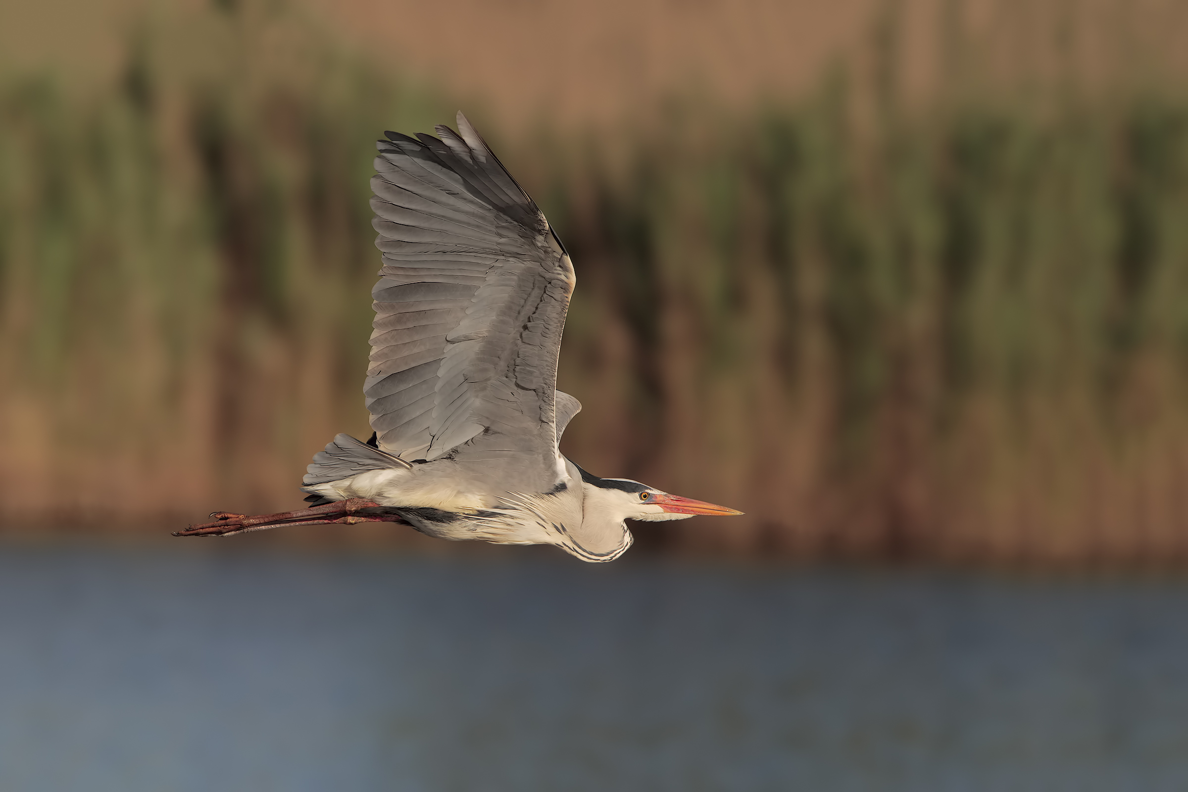 Gray Heron