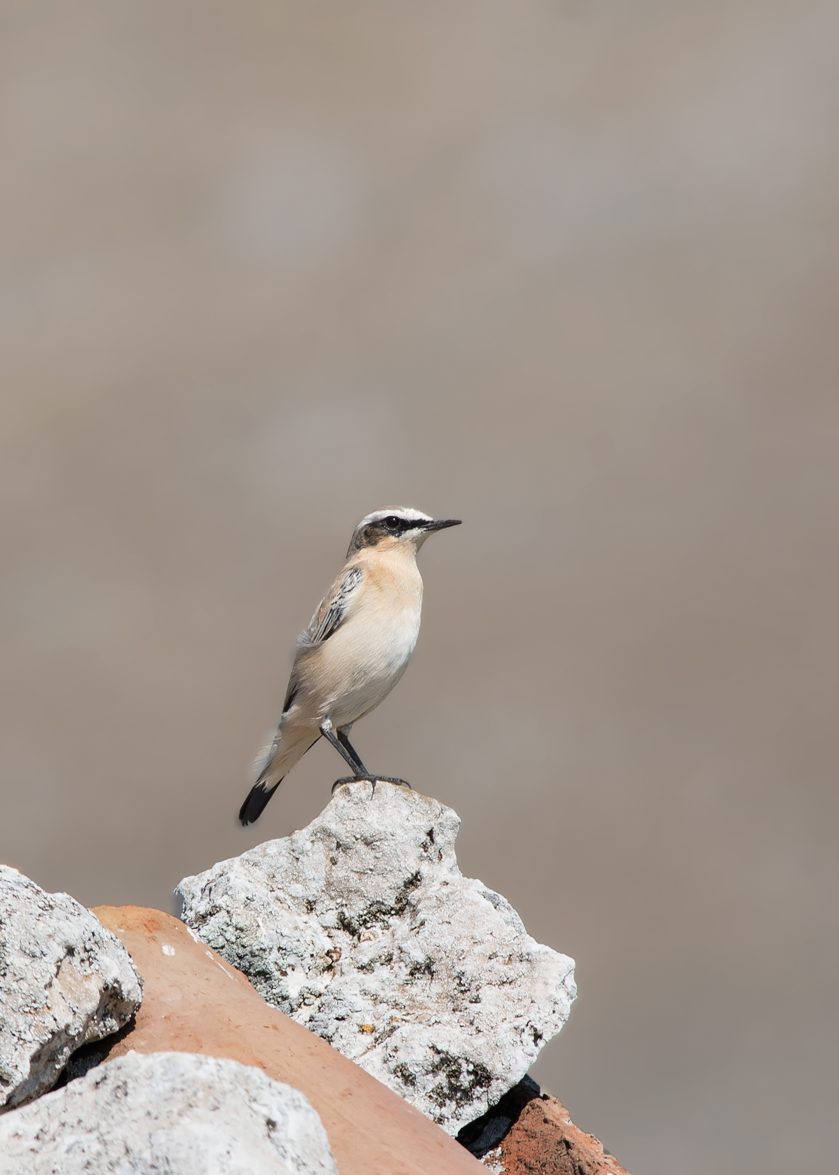 Oenanthe oenanthe - Wheatear