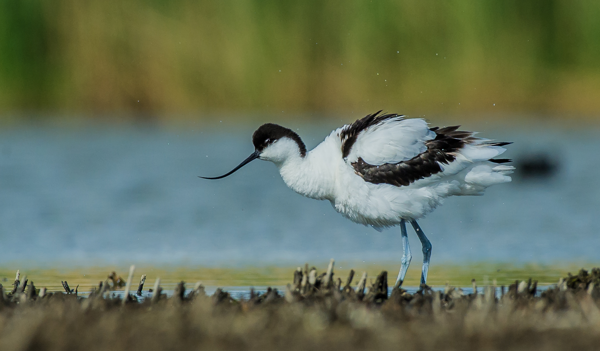 avocet