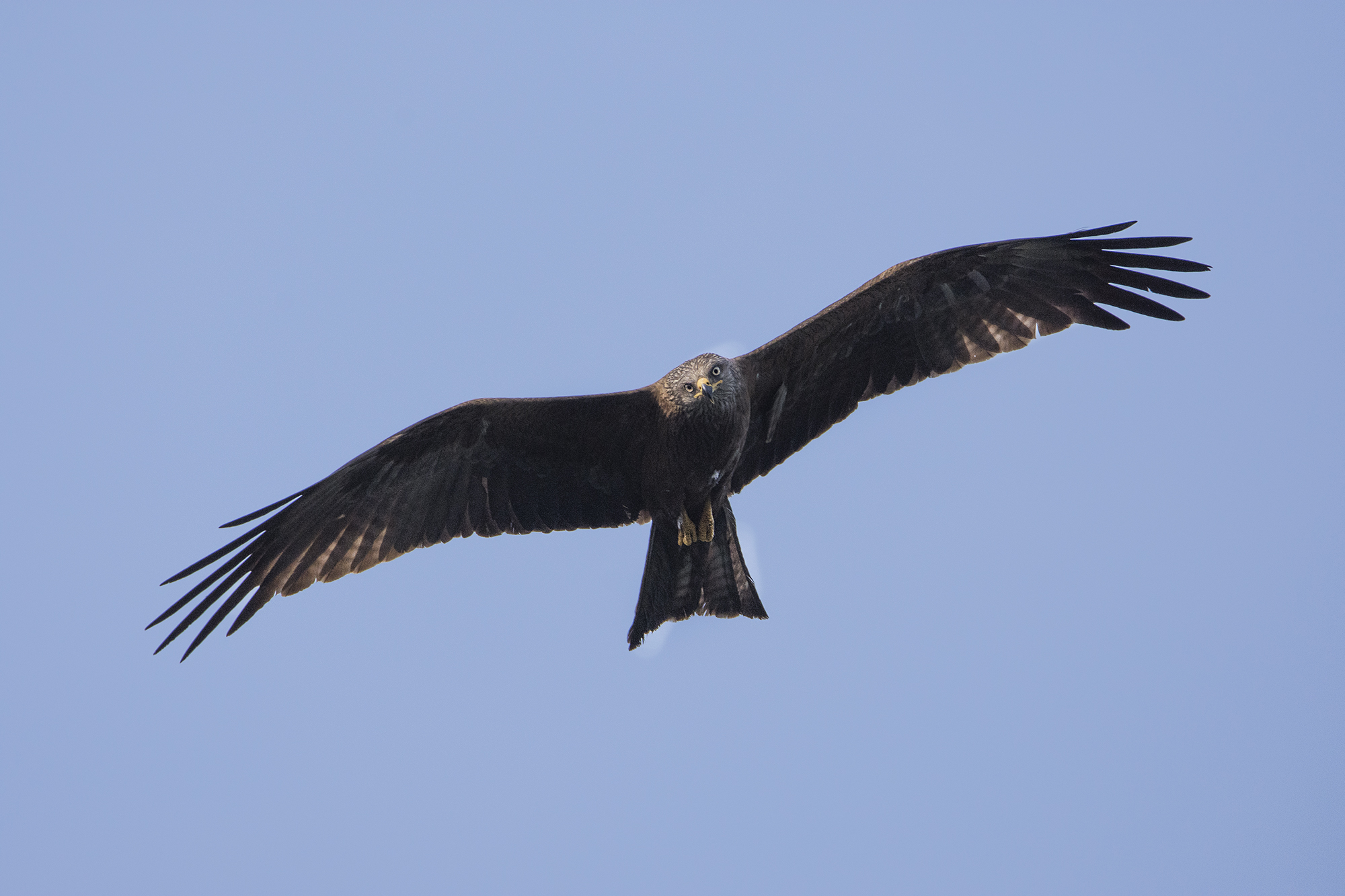 The look of the Kite