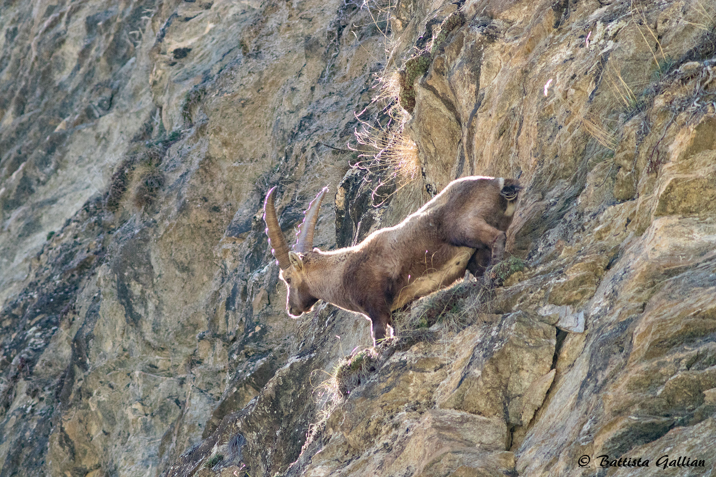 Dove osano gli stambecchi