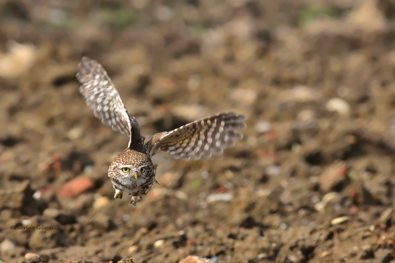 Owl (Athene Noctua) ... in action ...