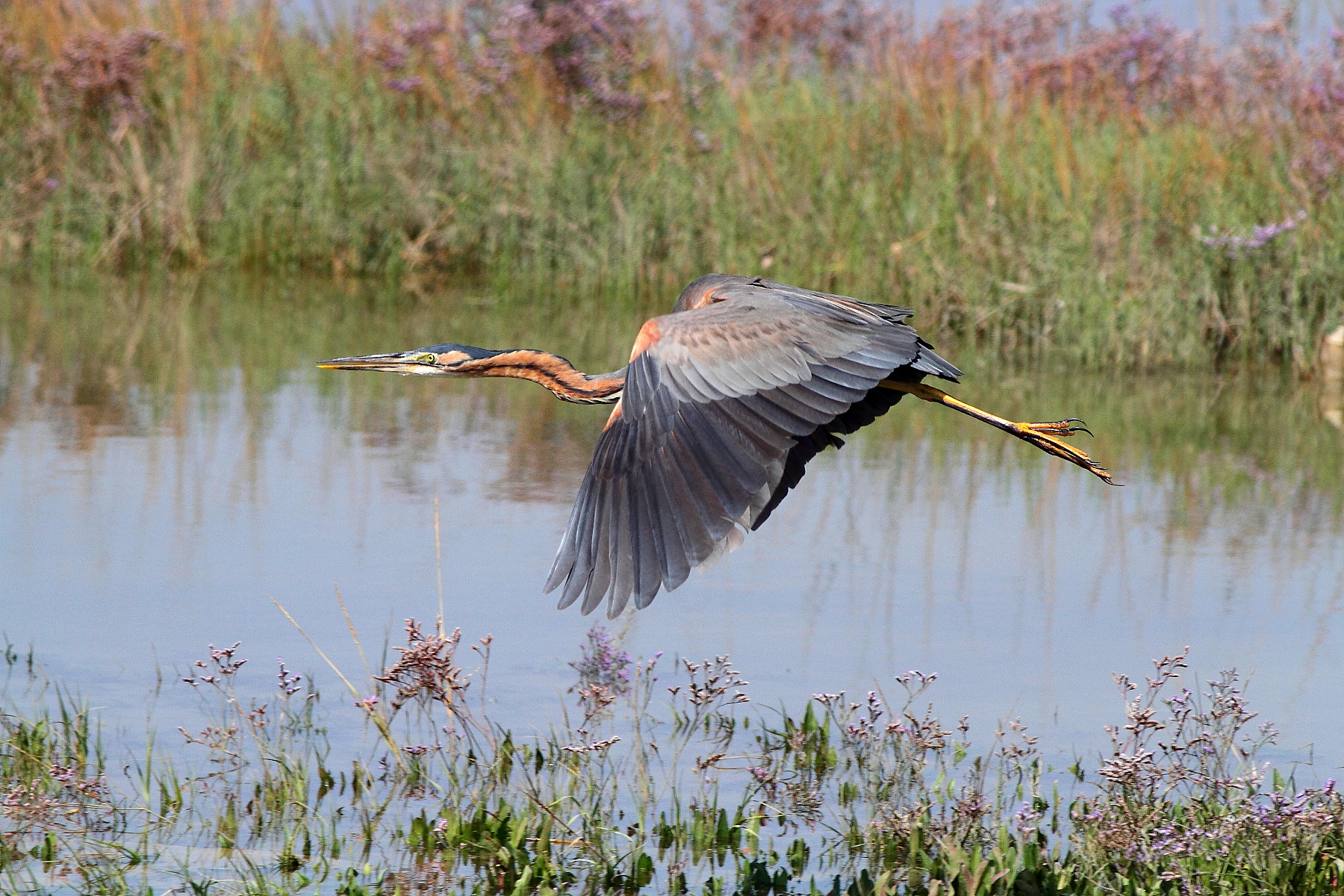 Purple Heron