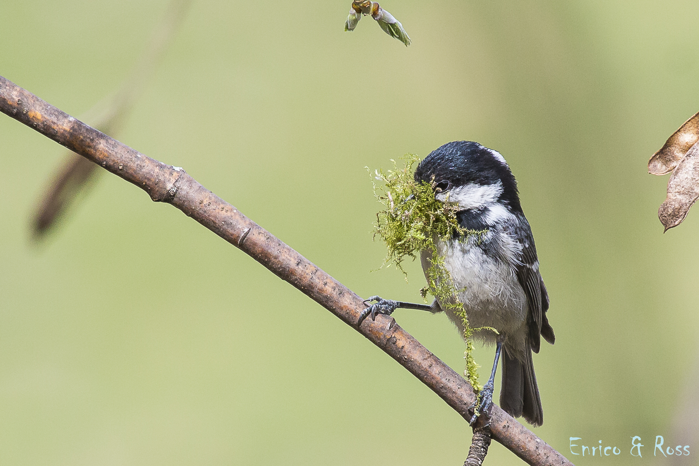 We put on the house? Coal tit big val
