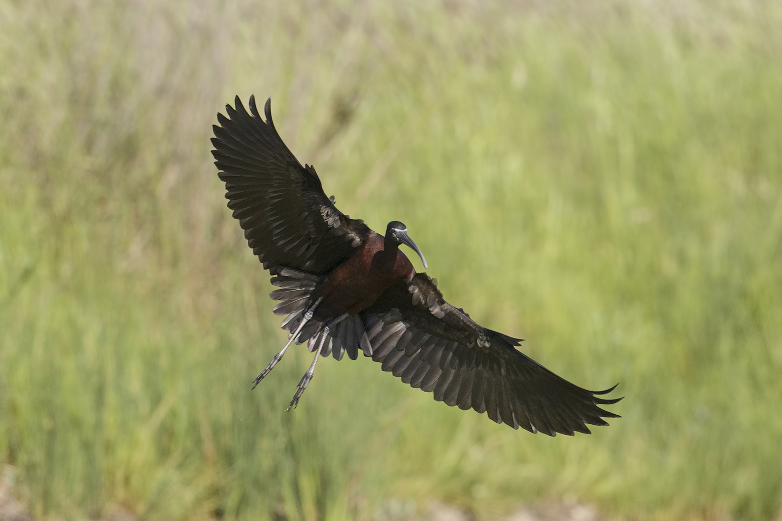 Glossy Ibis