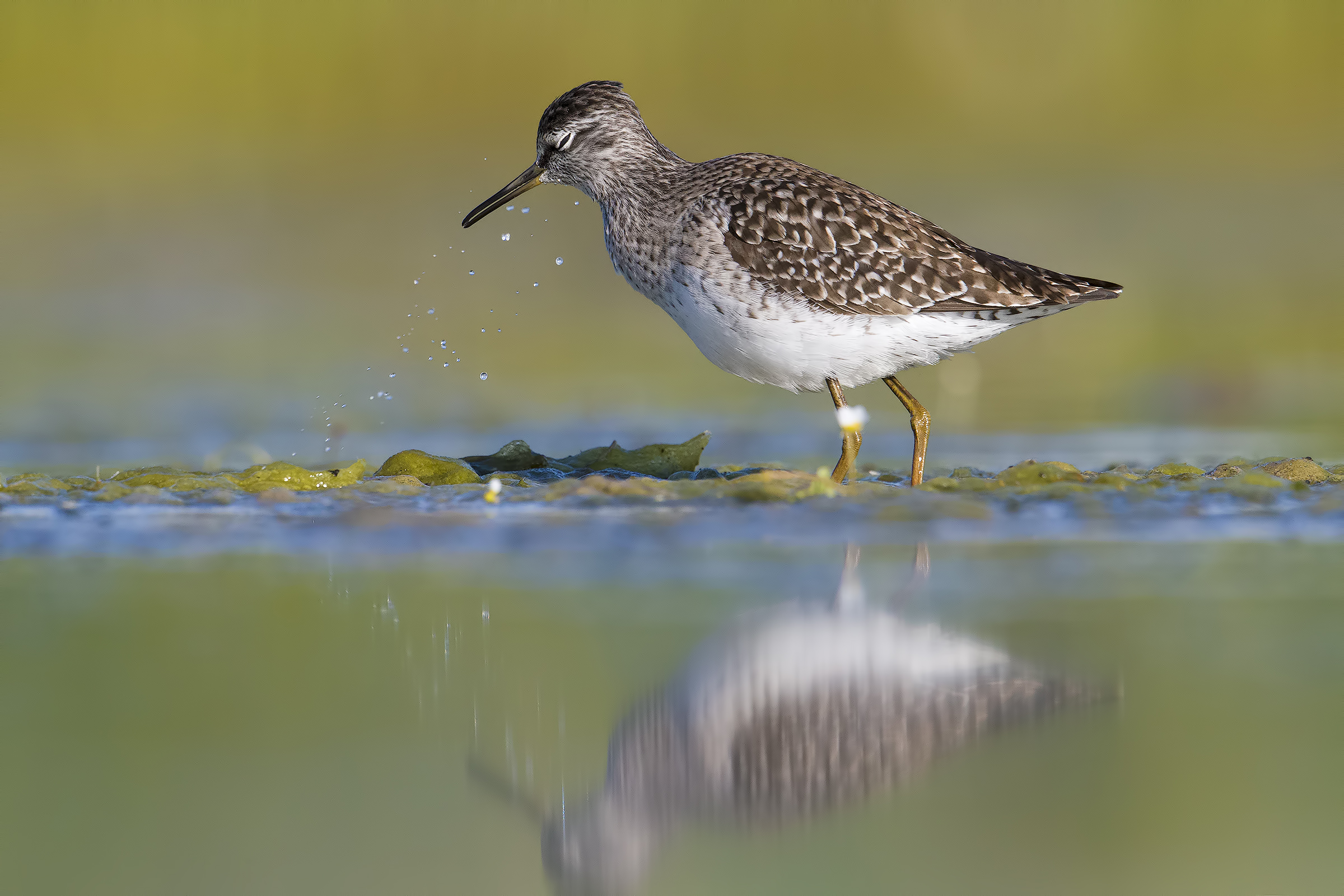 Wood Sandpiper
