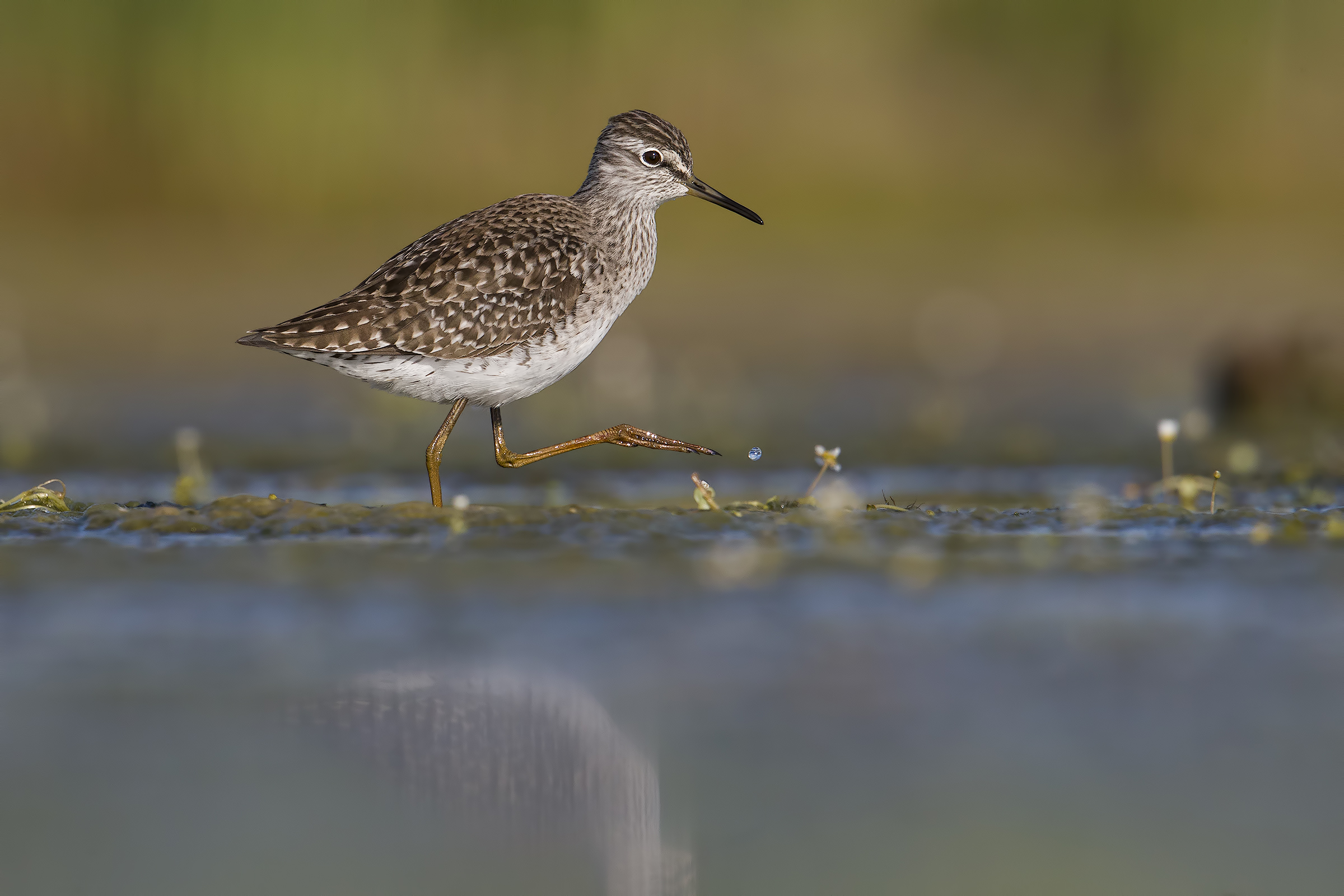 Wood Sandpiper