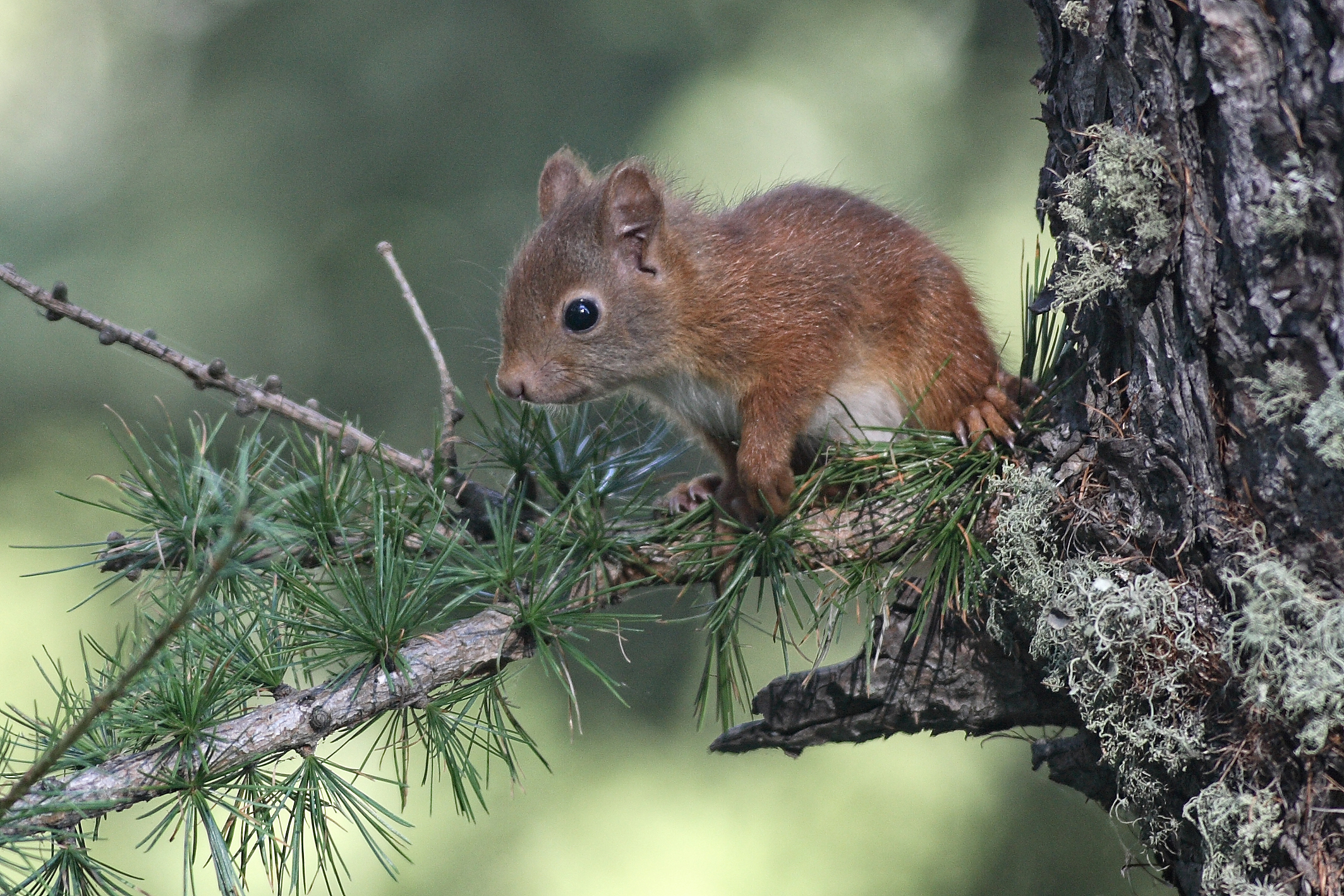 squirrel and larch