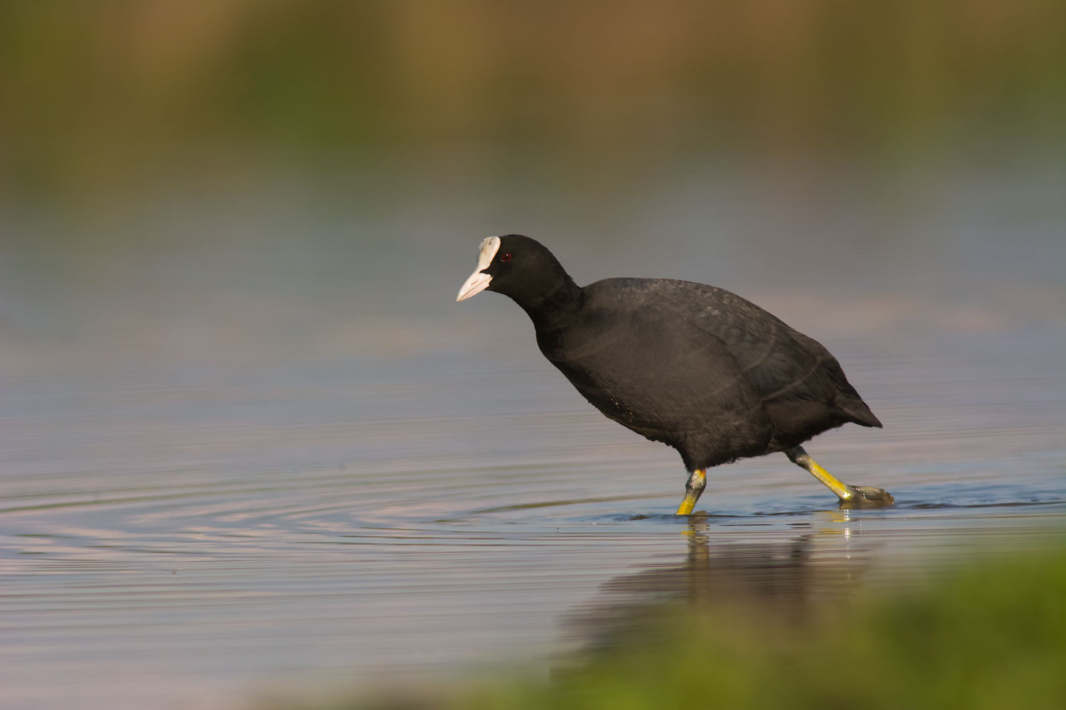 Coot
