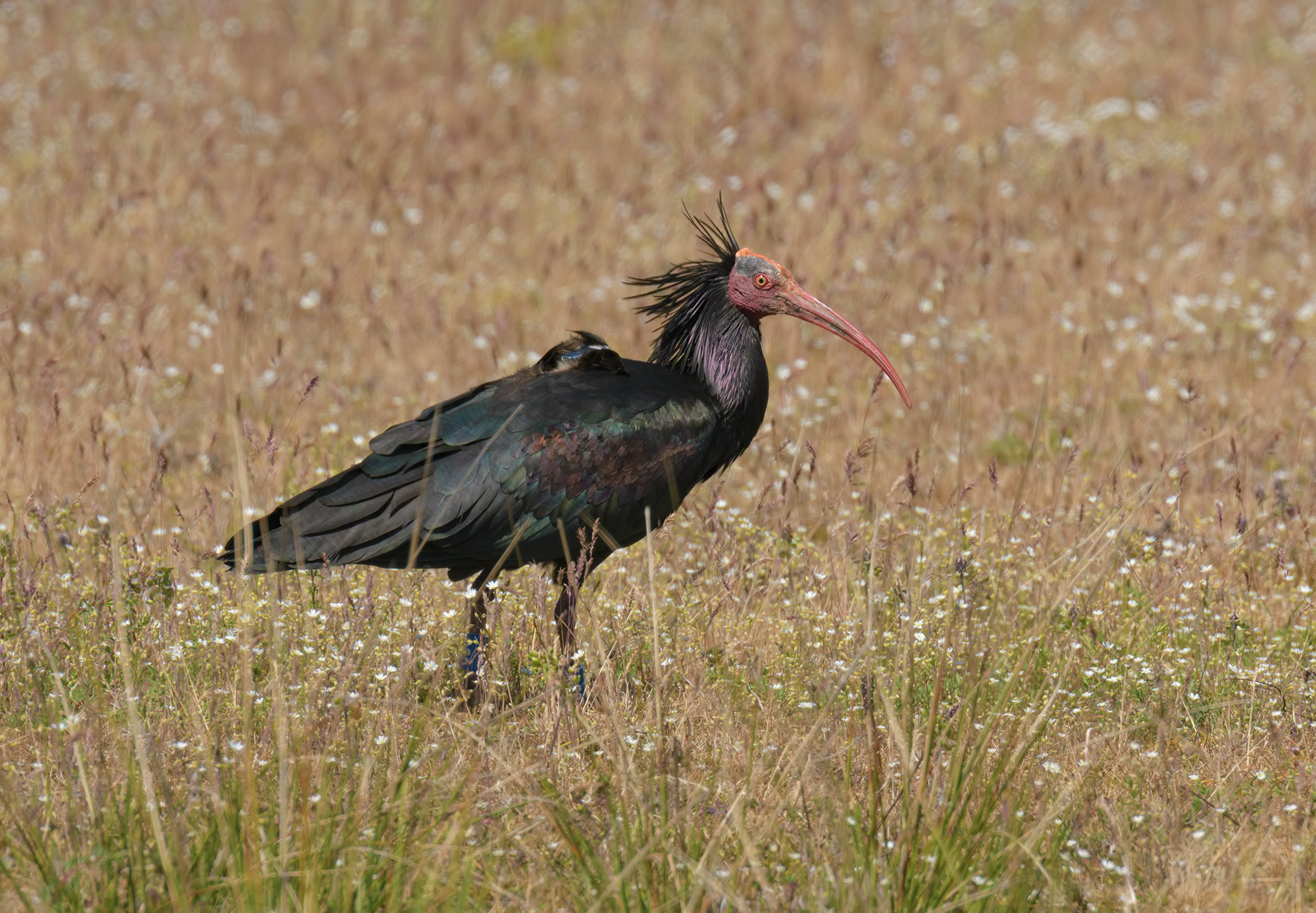 Ibis Eremita- Female Lyra.