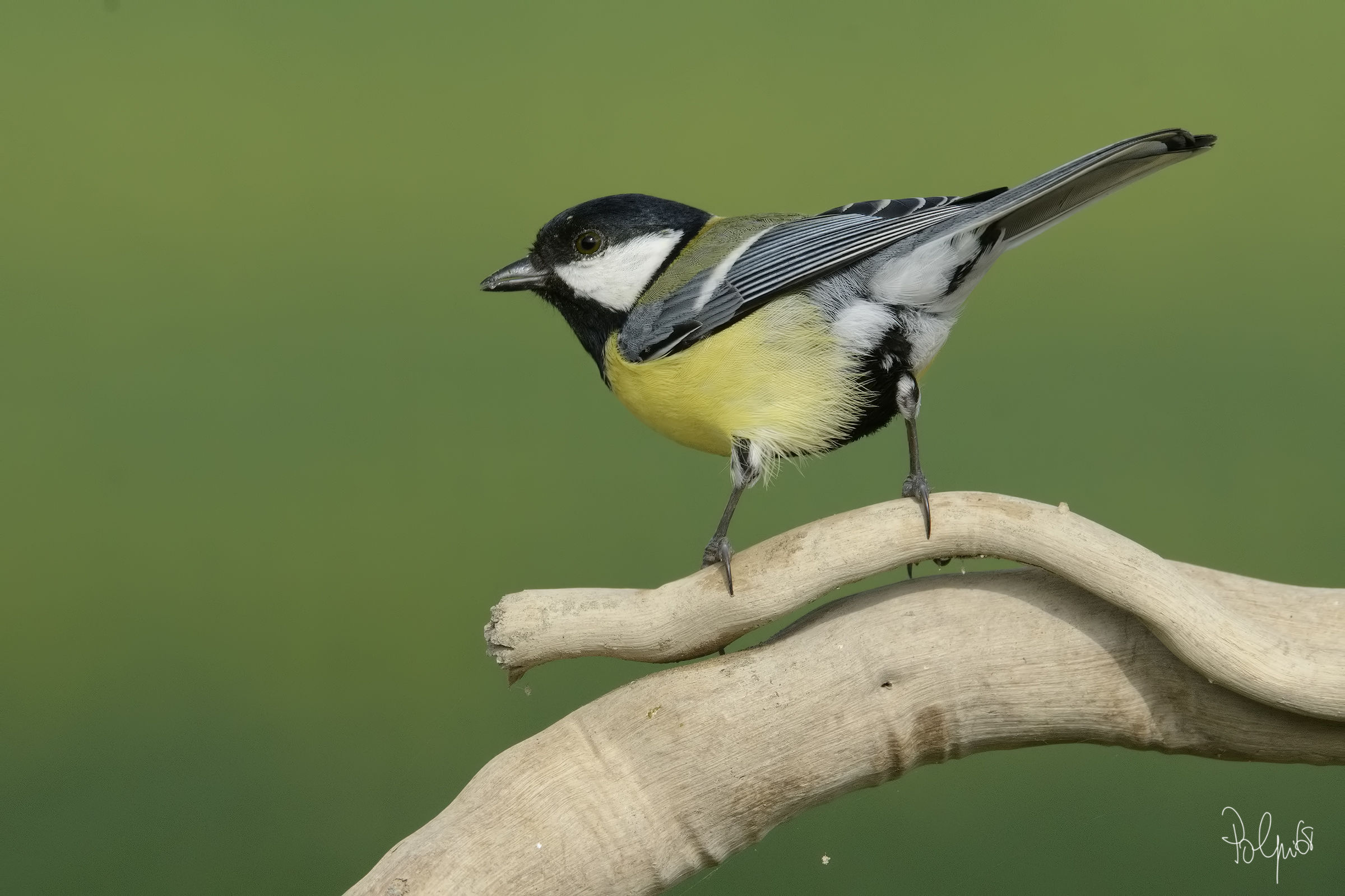 Great Tit
