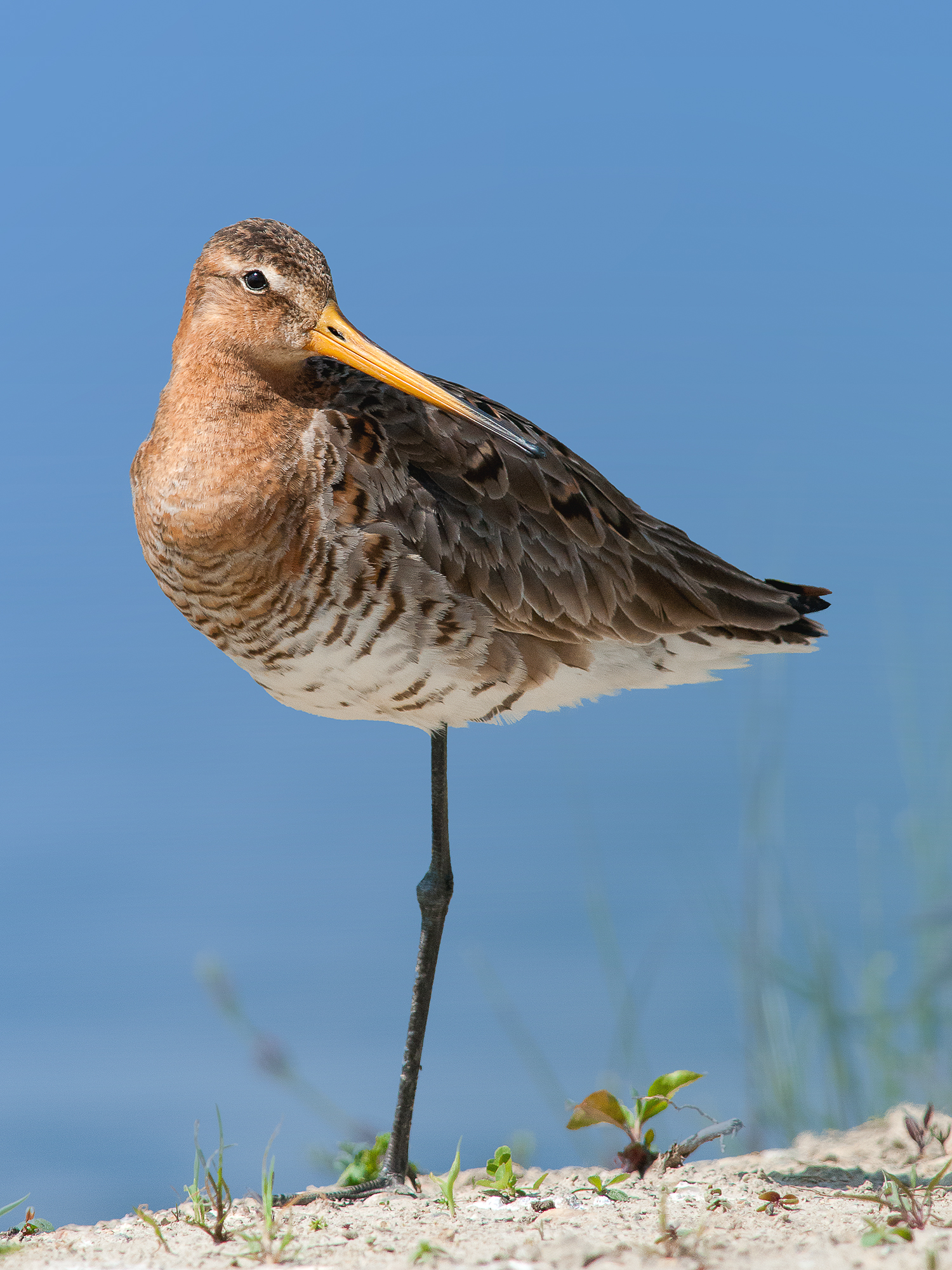 Godwit