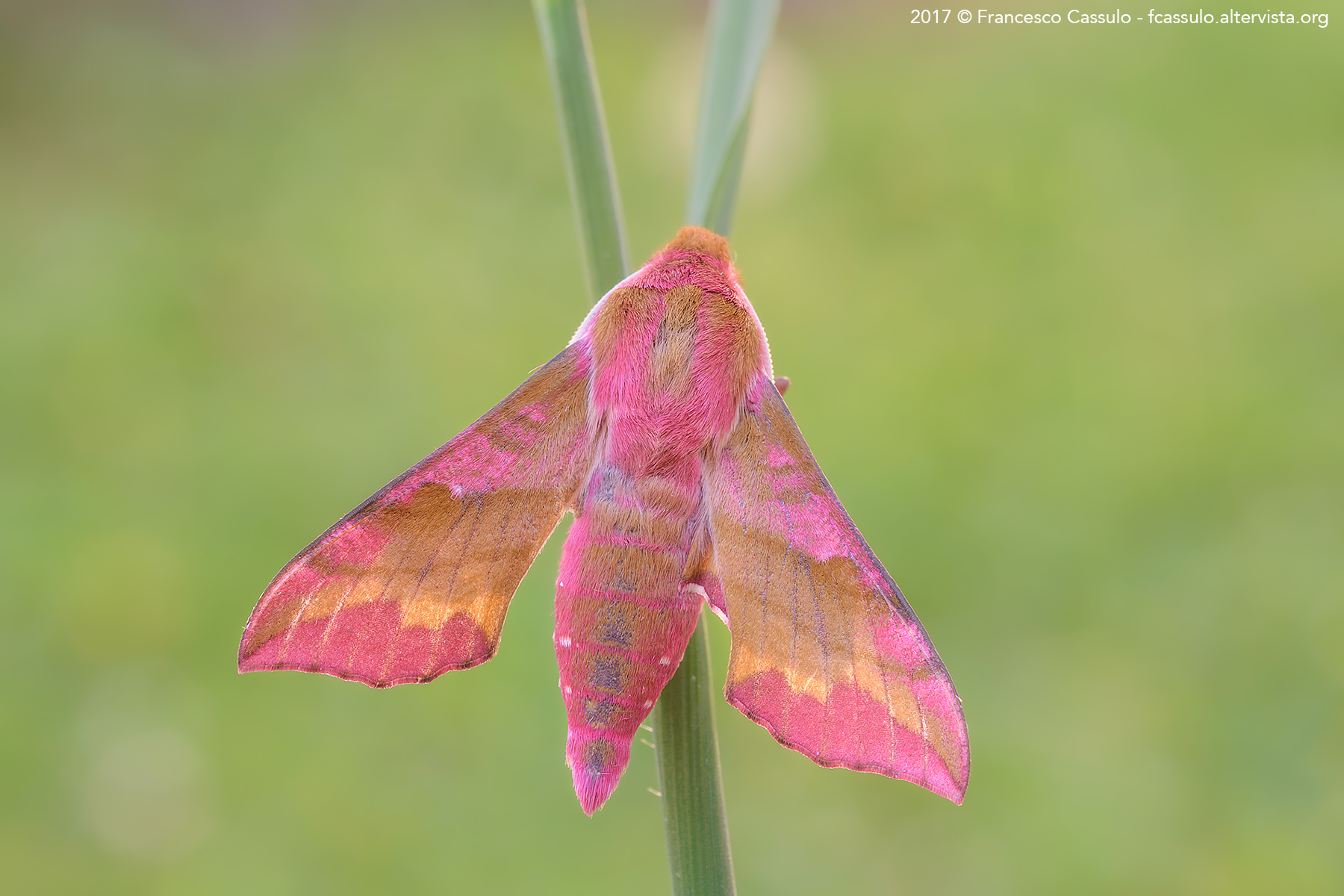 Deilephila porcellus (Linnaeus, 1758)