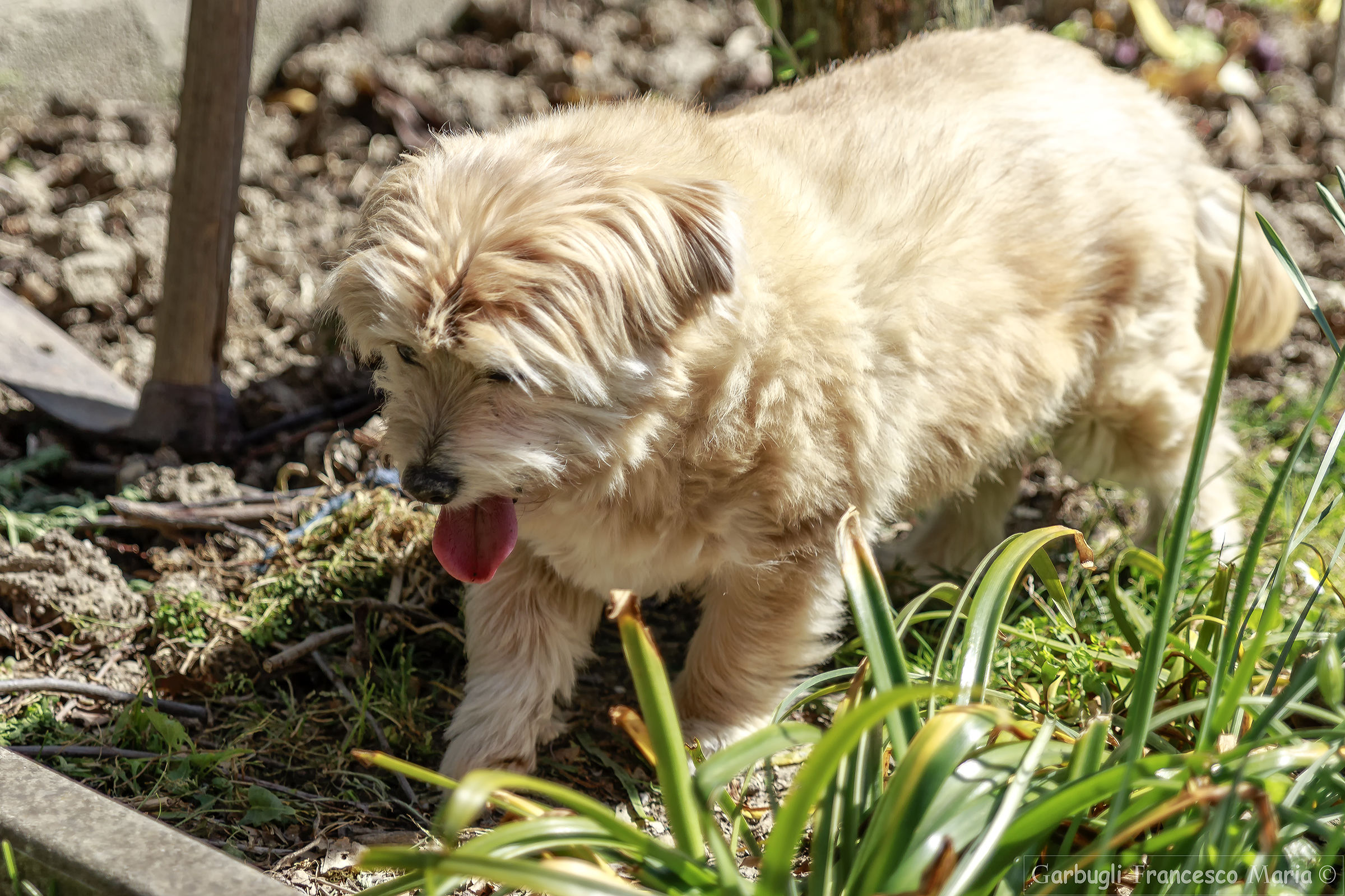 Minù instinct hunter ... where are the lizards?