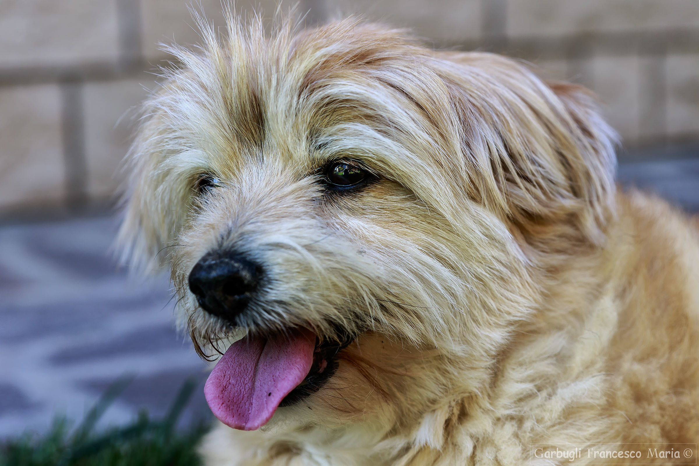 Minù "So you want to own the tongue"