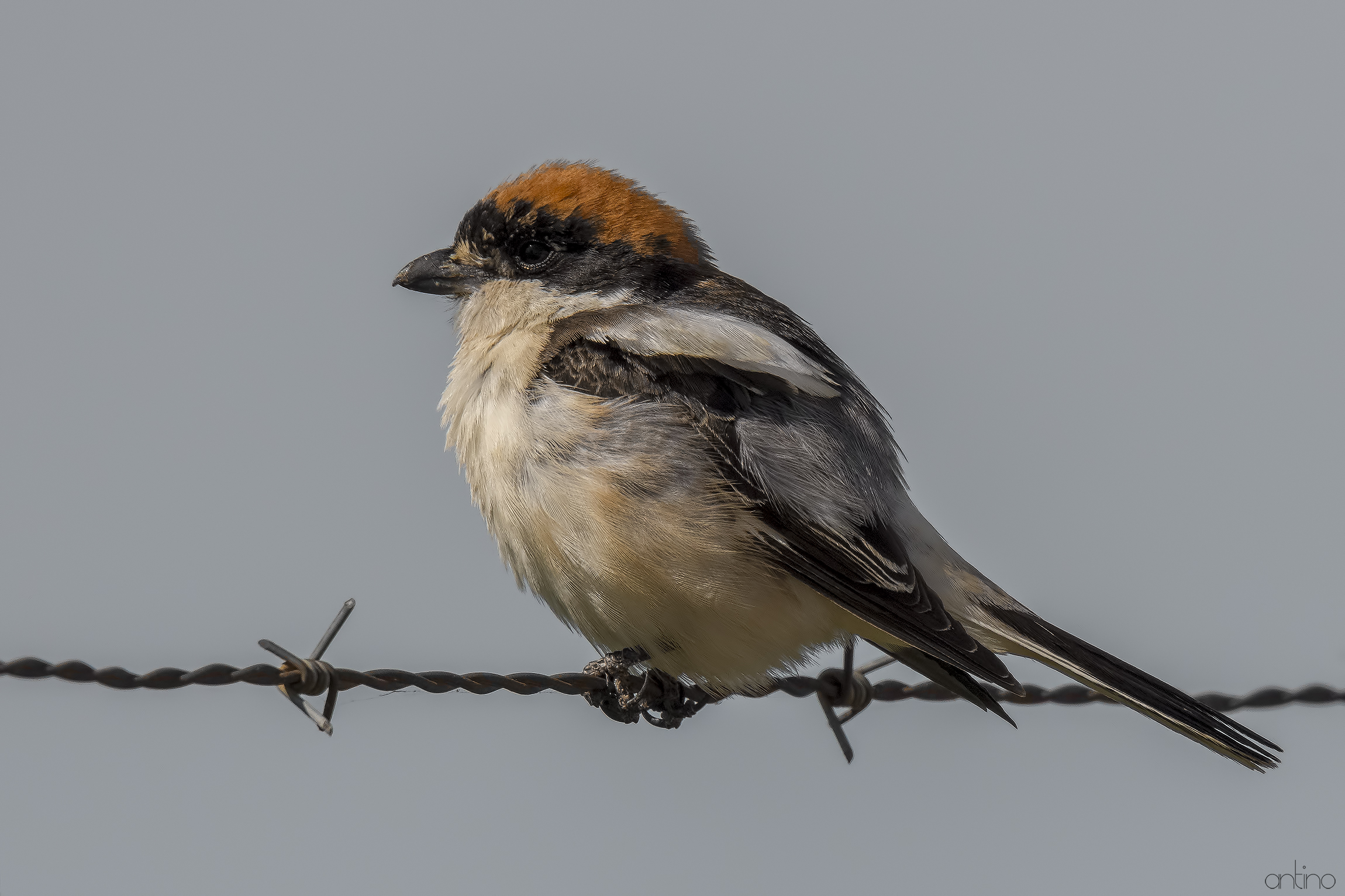 Spanish Woodchat Shrike