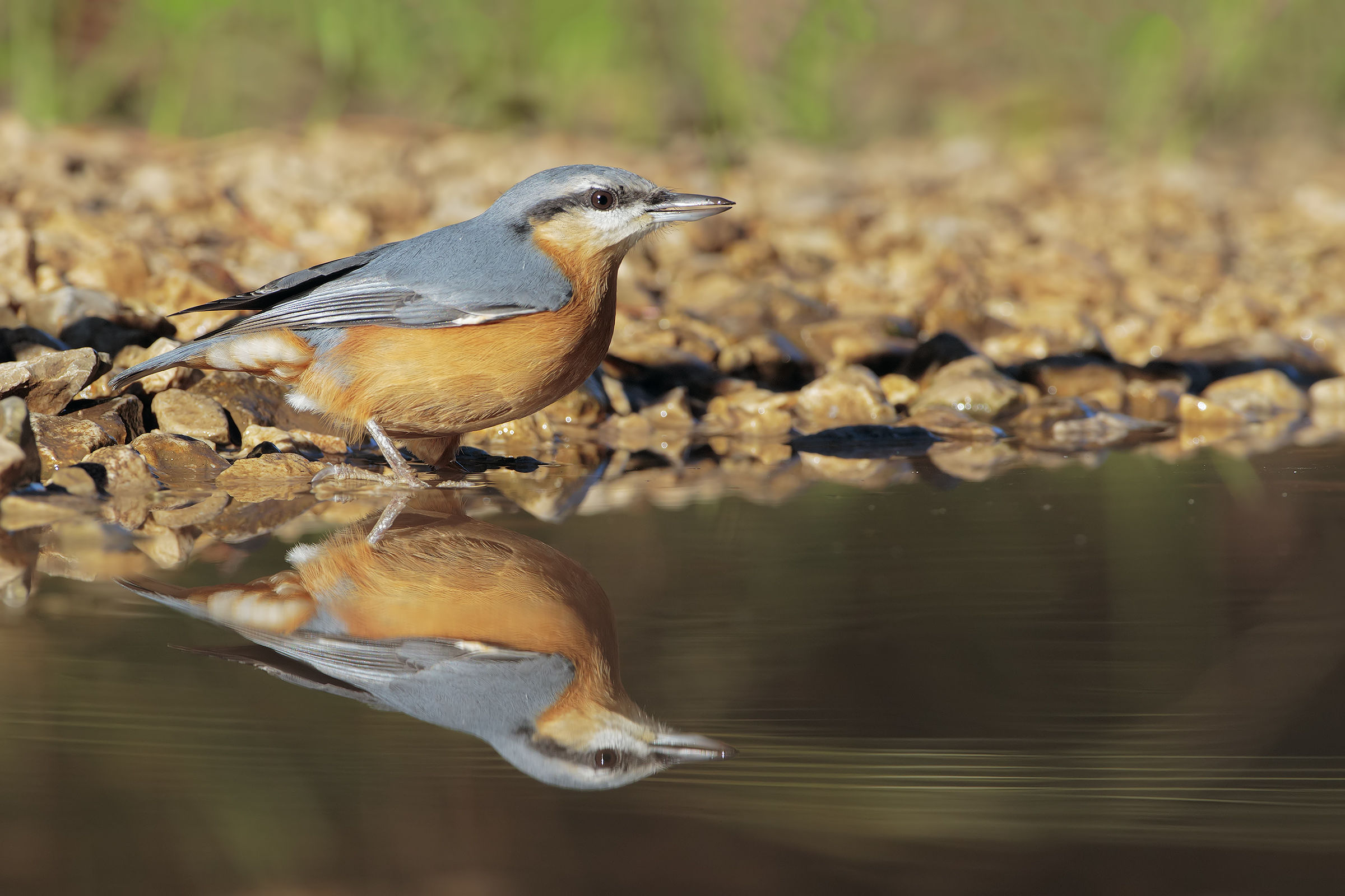 Nuthatch