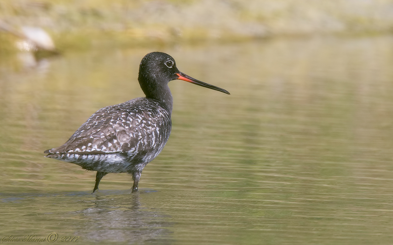 Totano moro (Tringa erythropus)