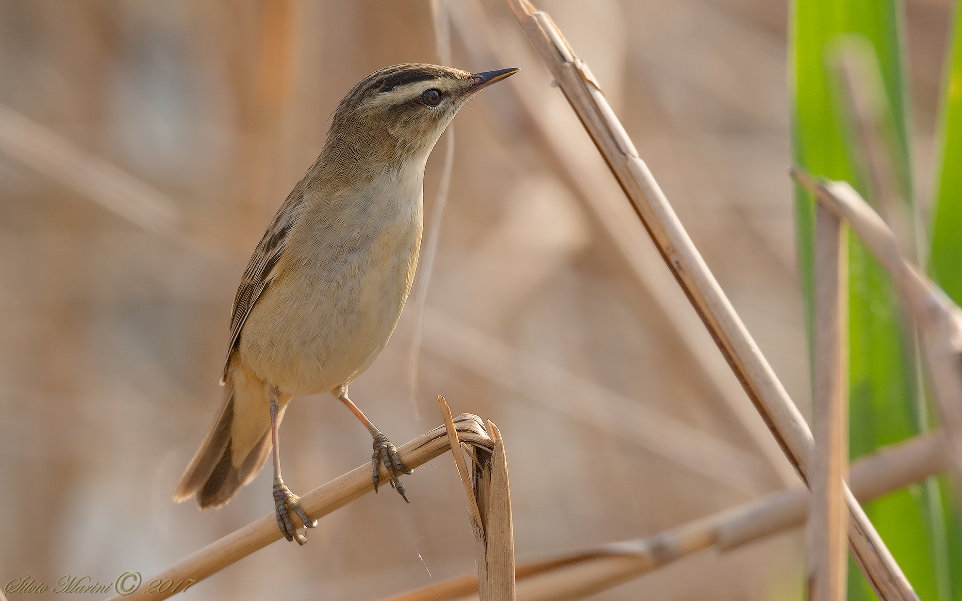Forapagle (Acrocephalus schoenobaenus)
