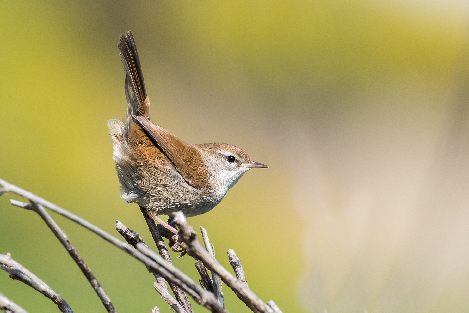 Cetti's Warbler