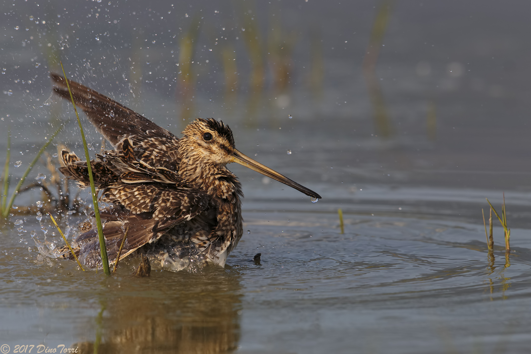 Snipe, last light ..