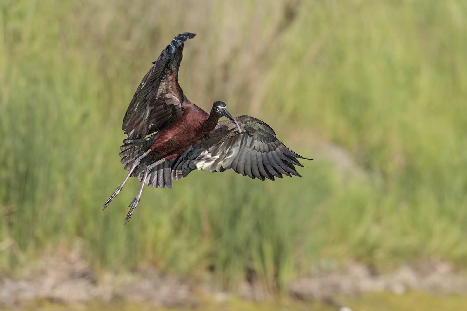 arrival of the glossy ibis