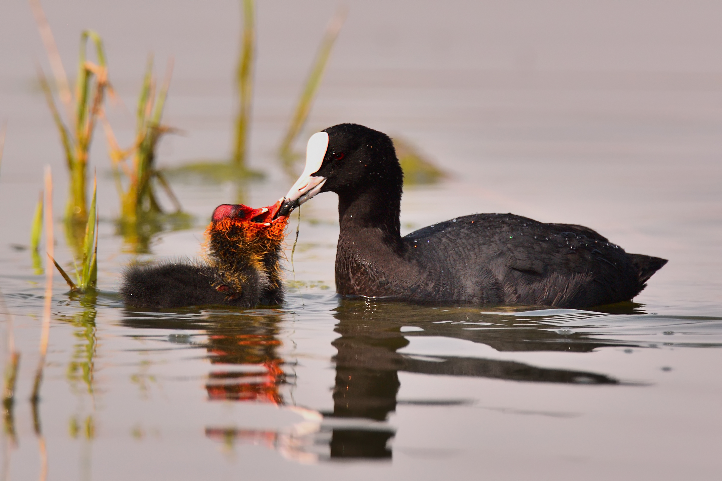 Coots