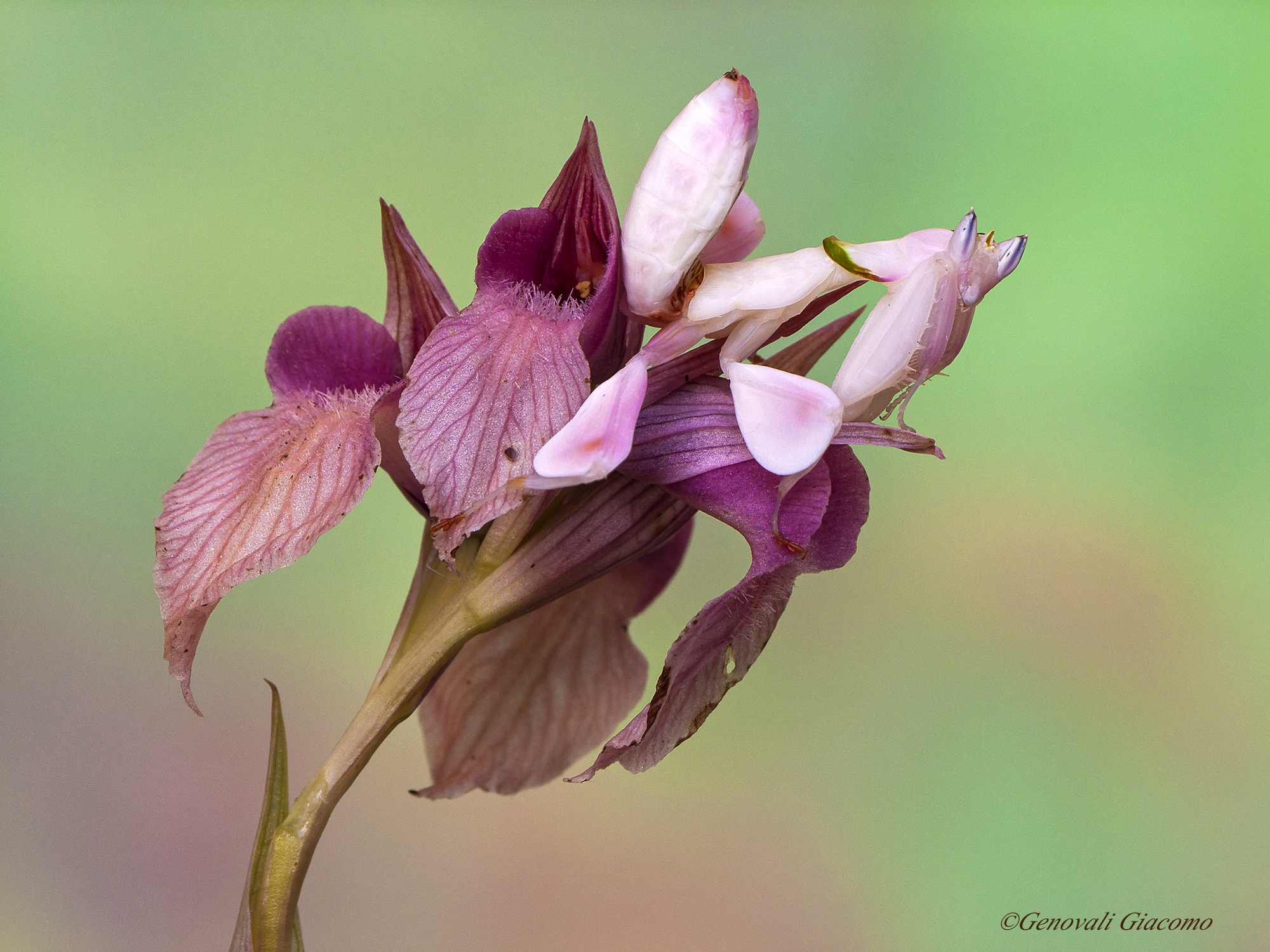 the mantis Wonderland