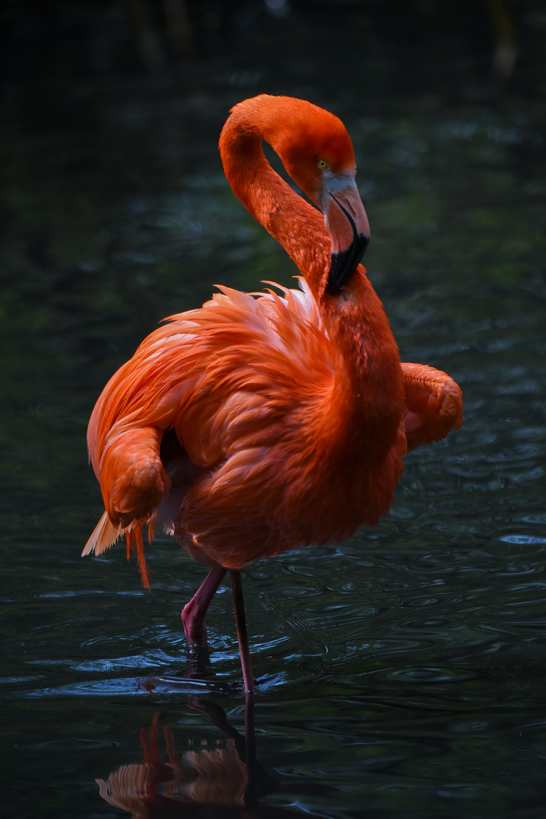 06 Fenicotteri a Sant'Alessio