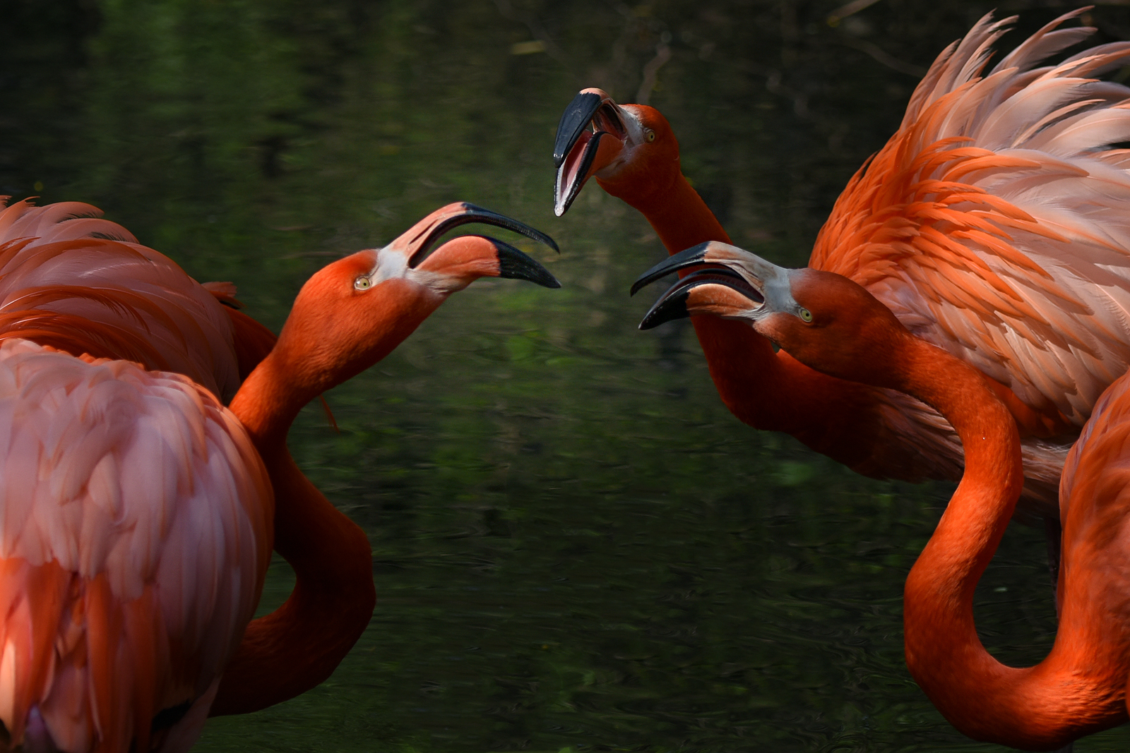 07 Fenicotteri a Sant'Alessio