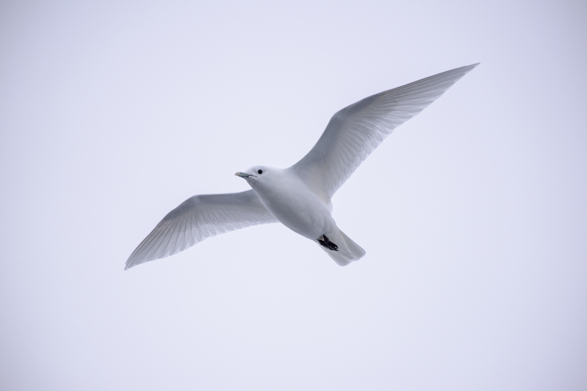 Gabbiano d'Avorio in ricognizione