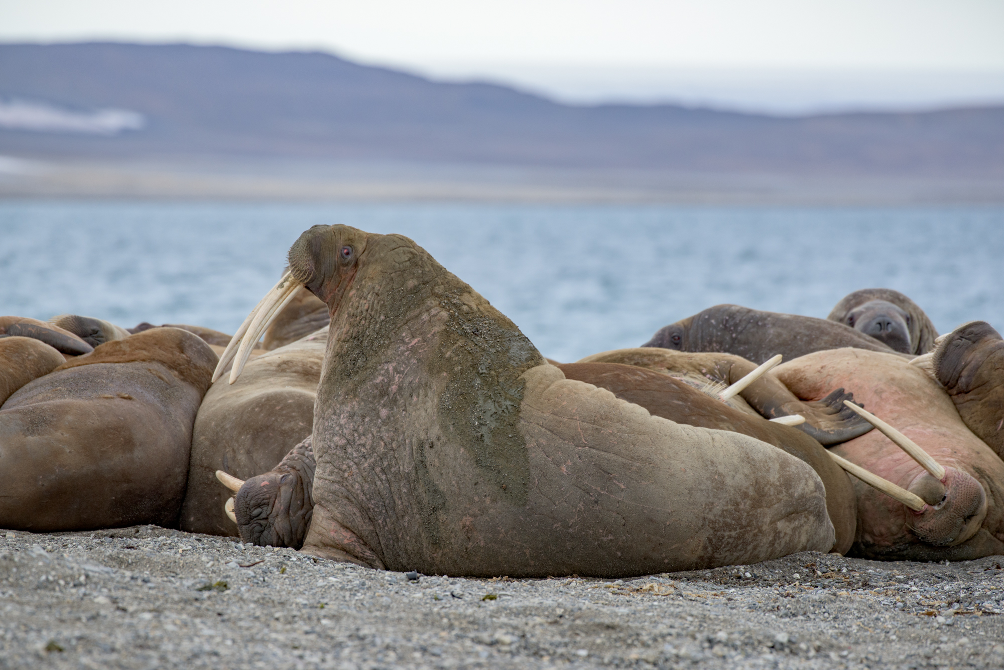 A riposo - Trichechi