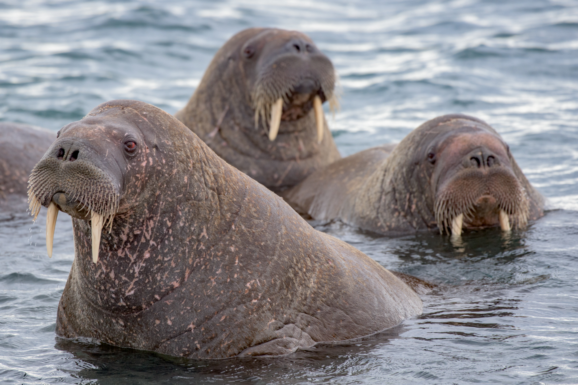 Curiosità - Trichechi