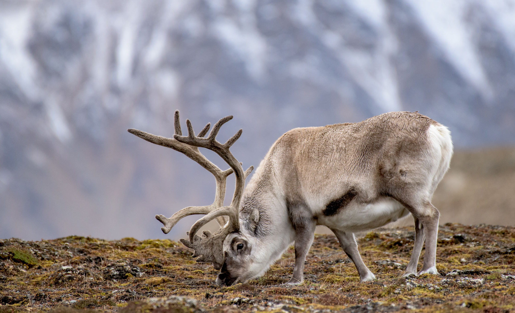 Renna delle Svalbard