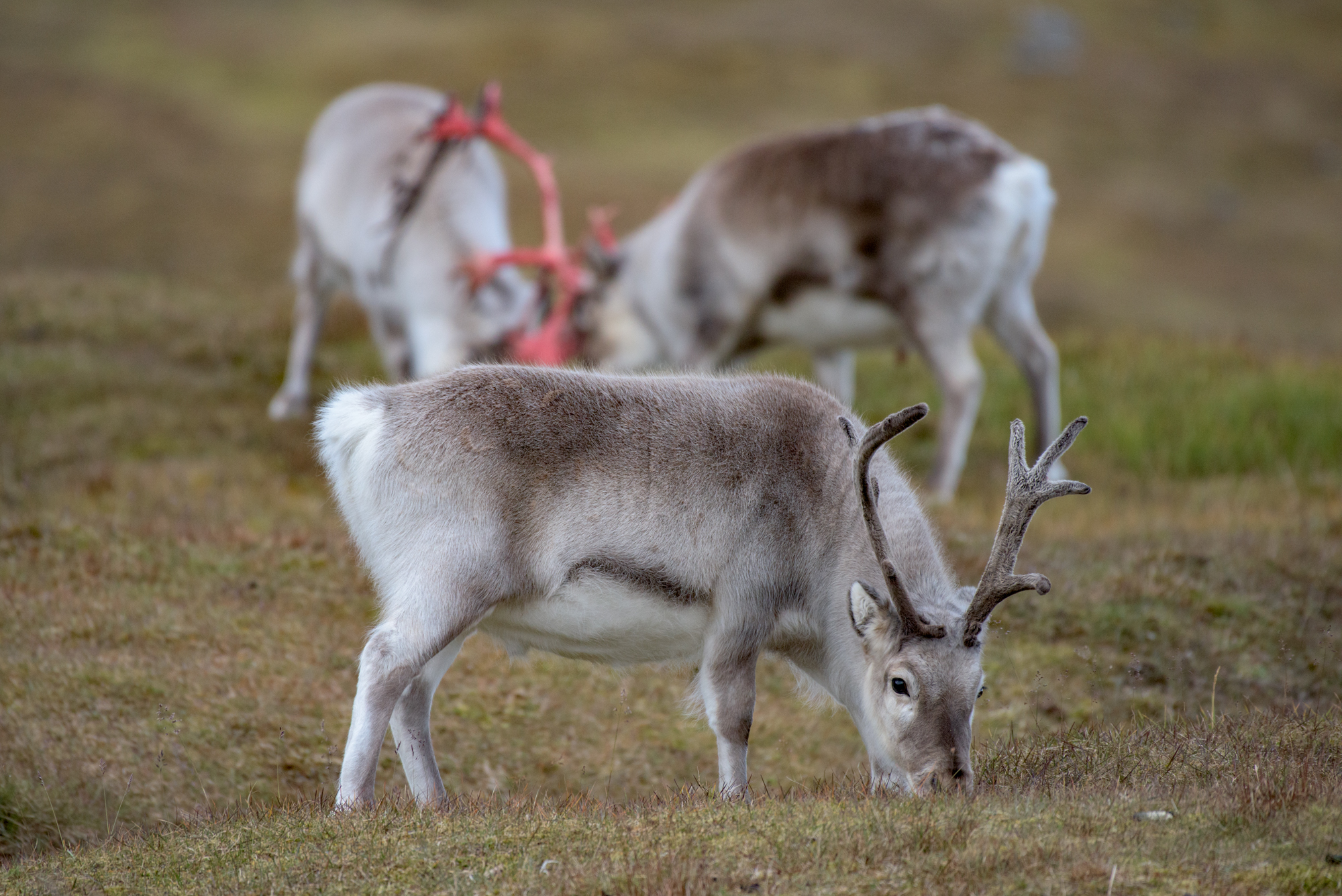 Svalbard Reindeer in power