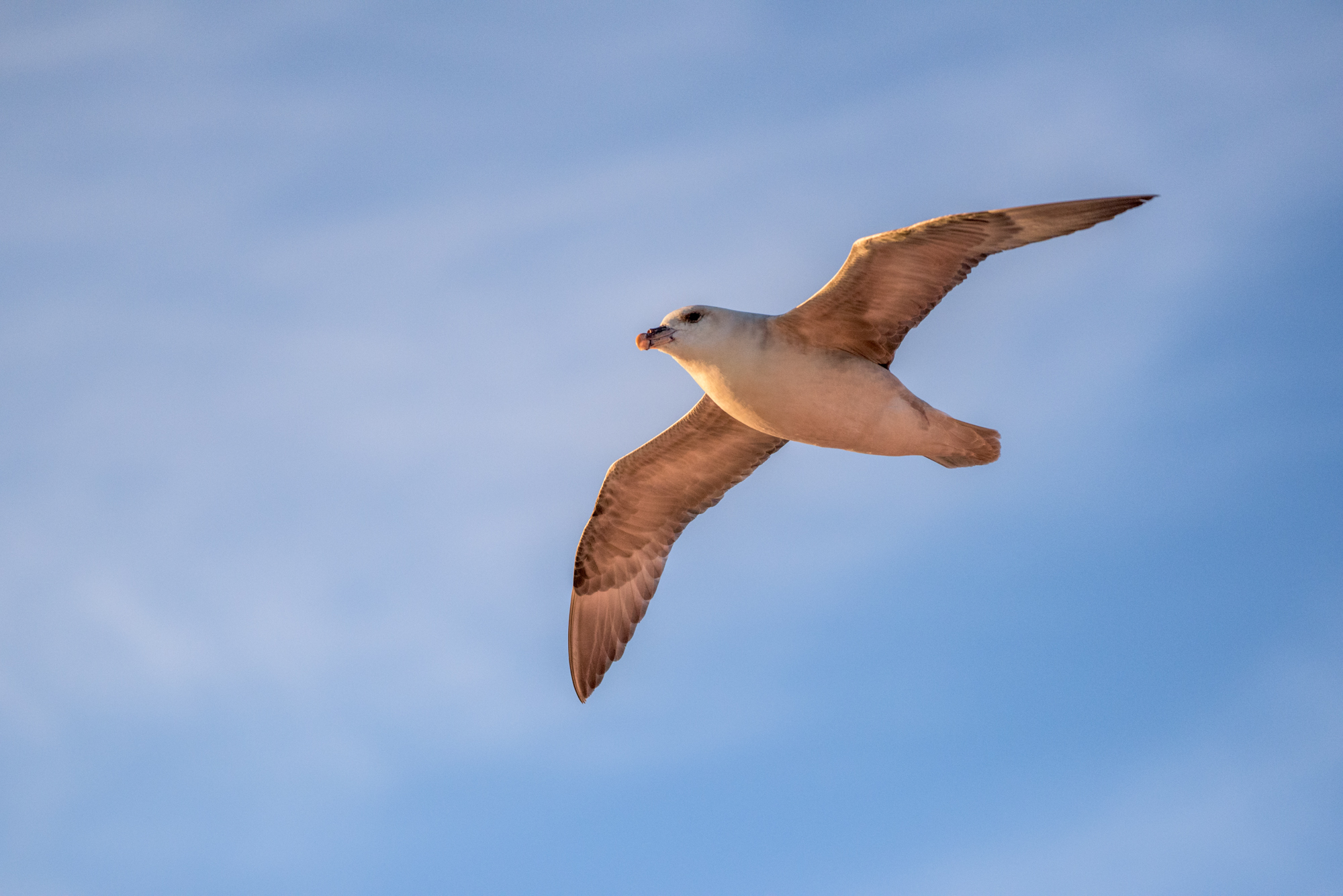 Fulmaro in ricognizione