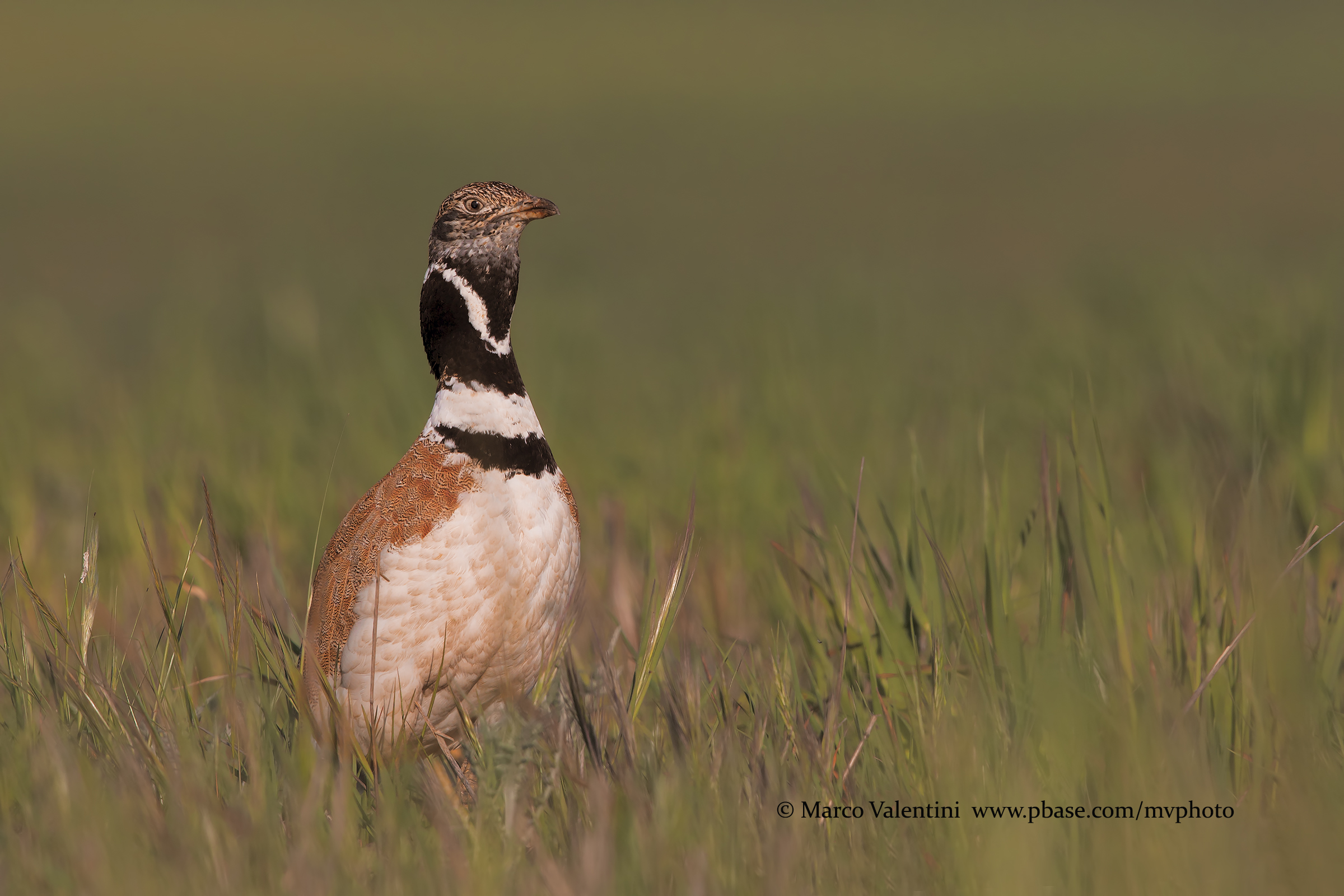 bustard
