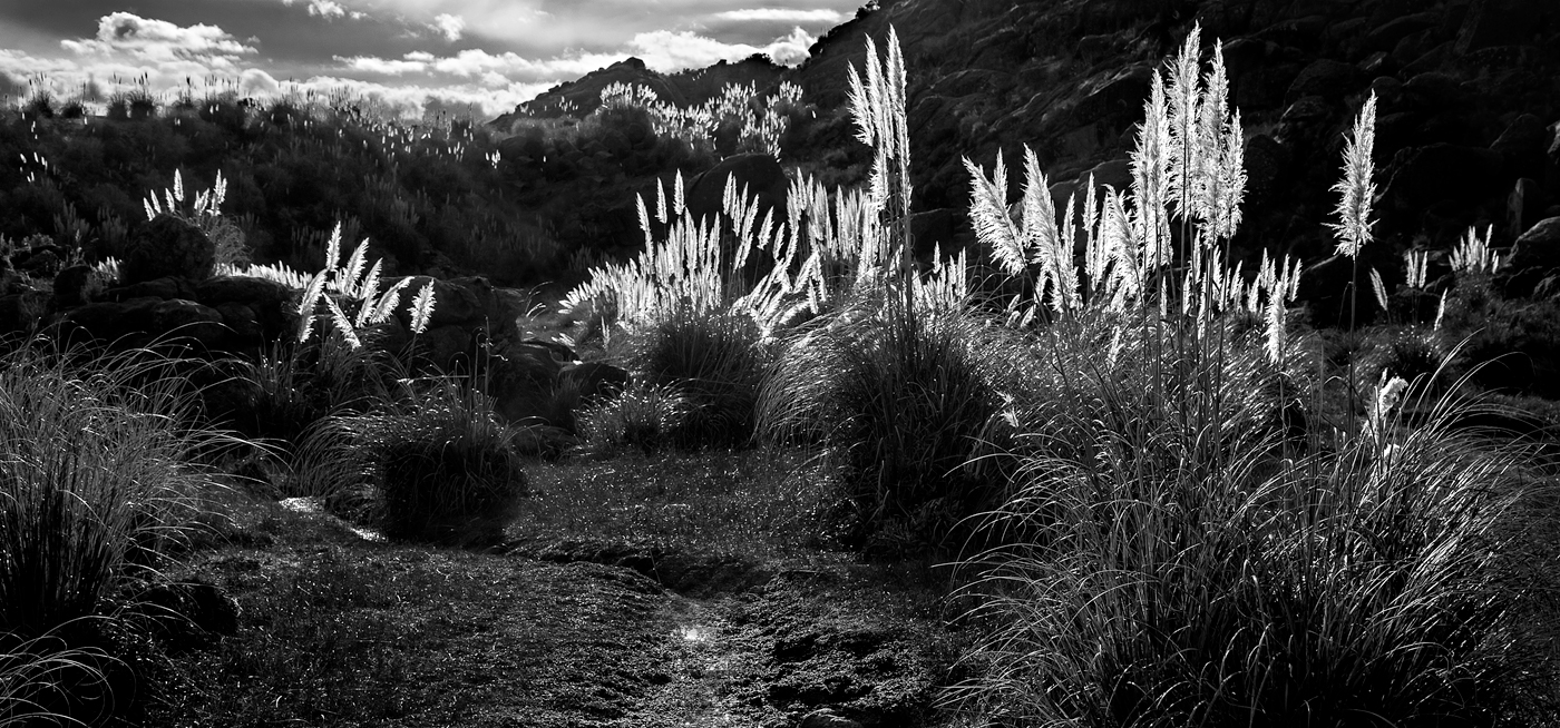 cortaderas a contraluz