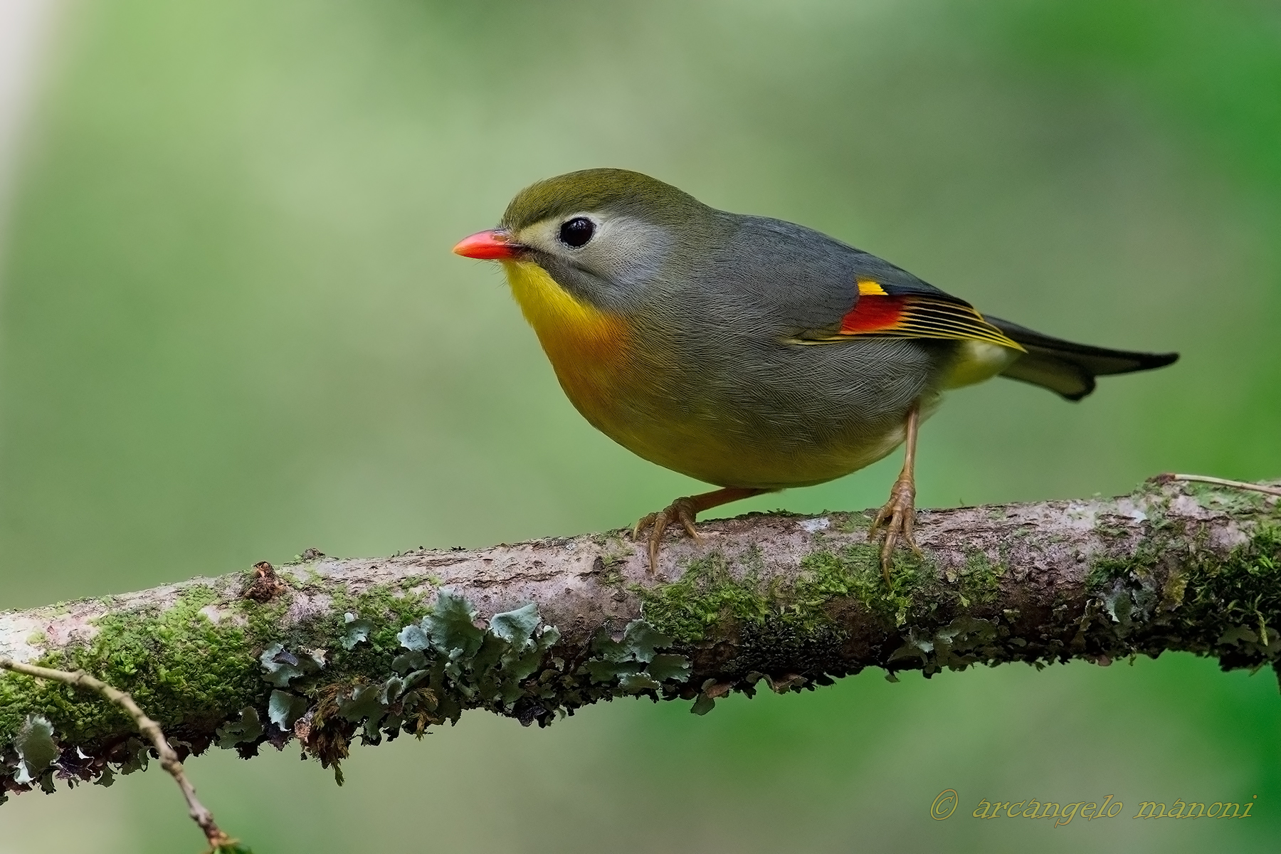 Sorpreso nel sottobosco