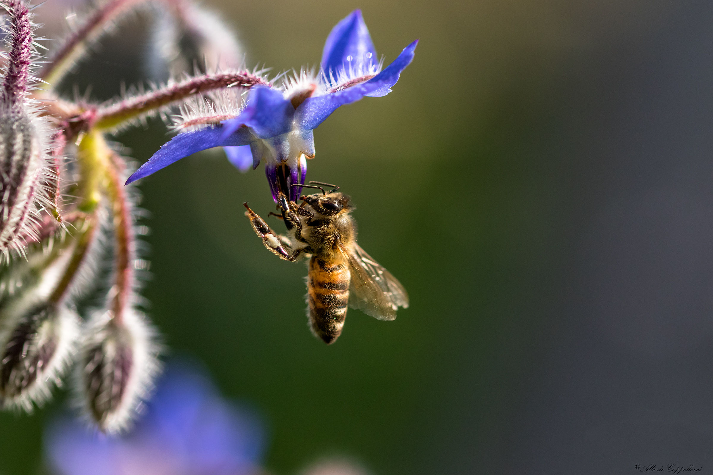 Ape e fiore di borraggine