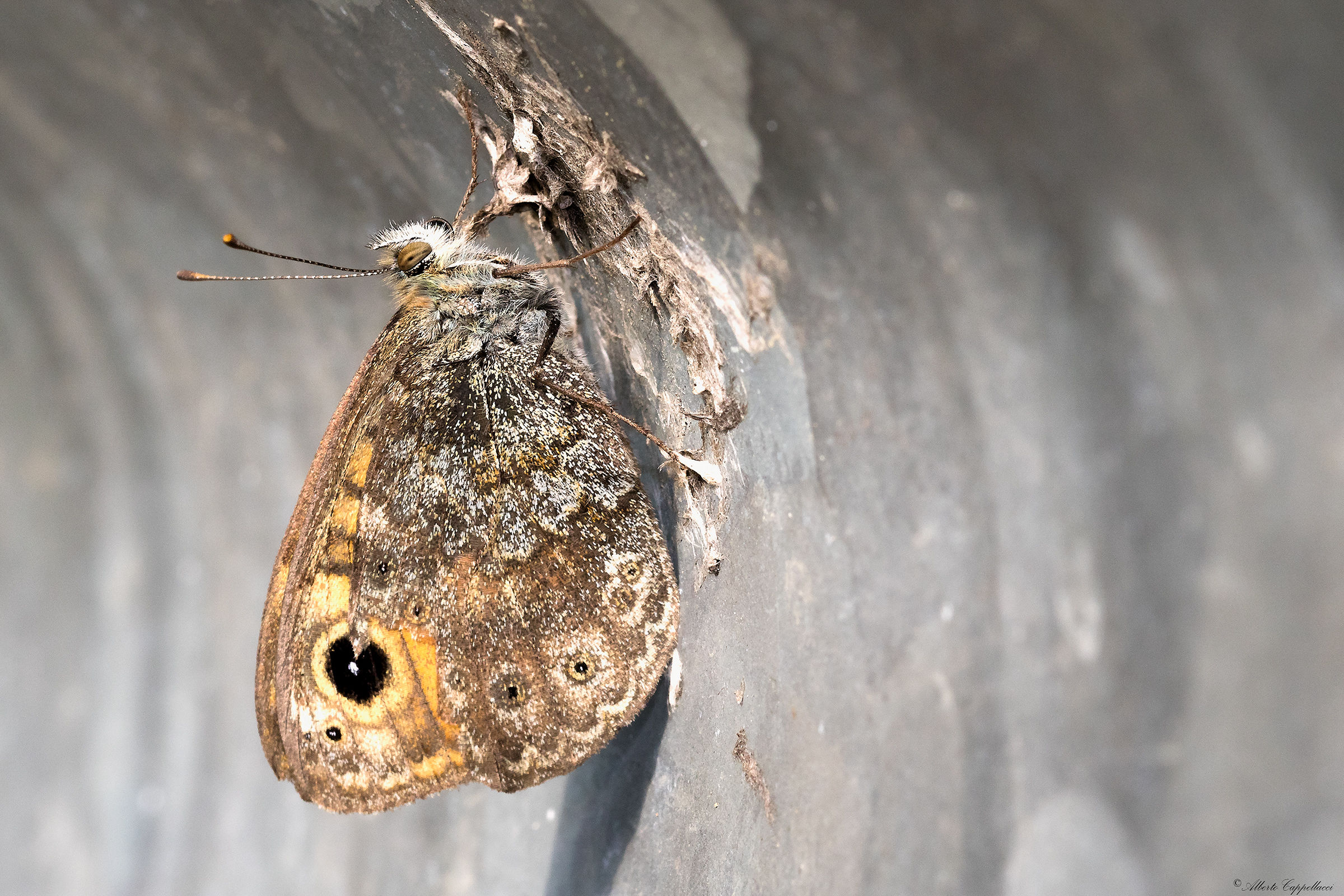 Butterfly in the guard rail