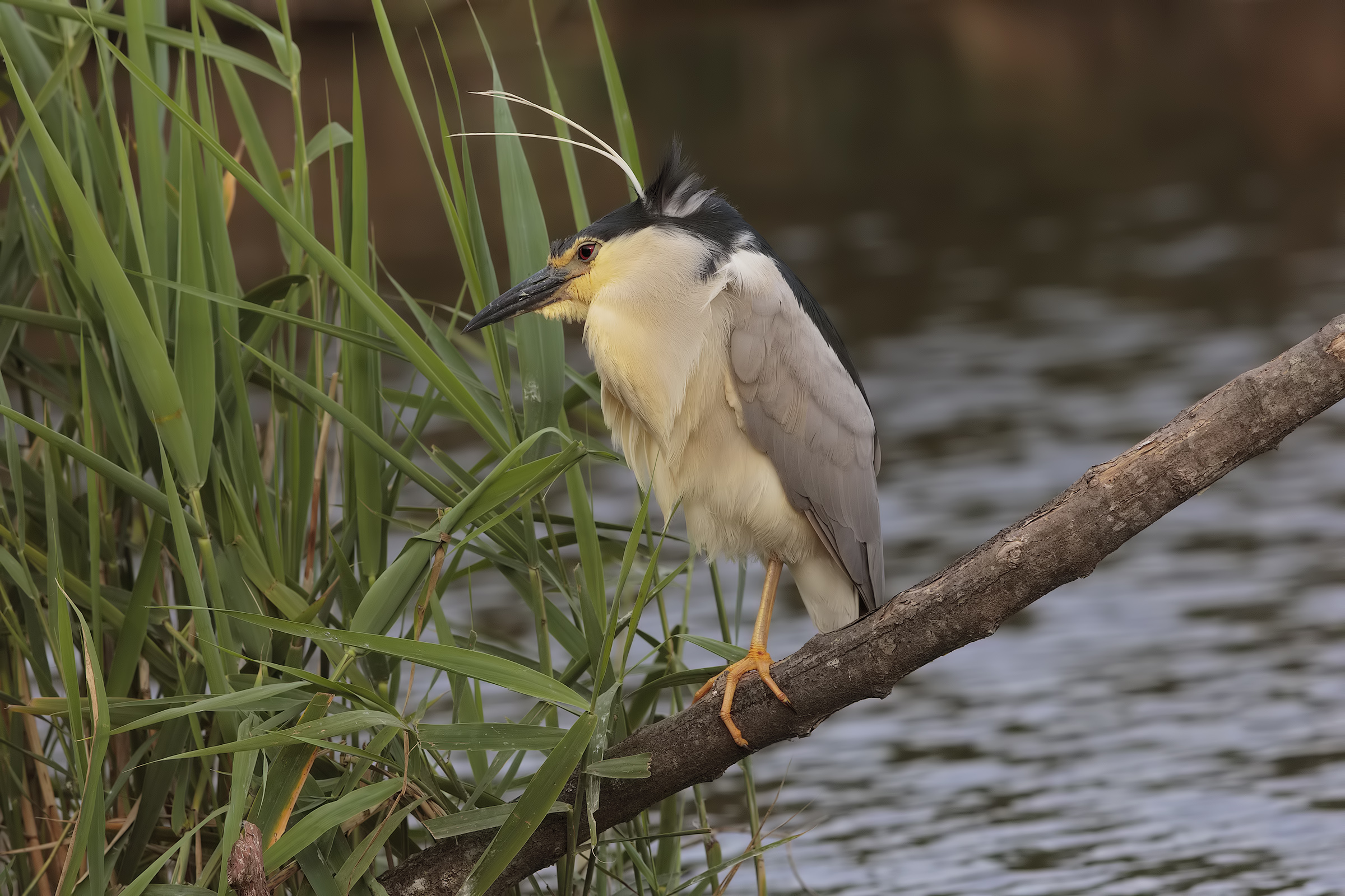 Night Heron