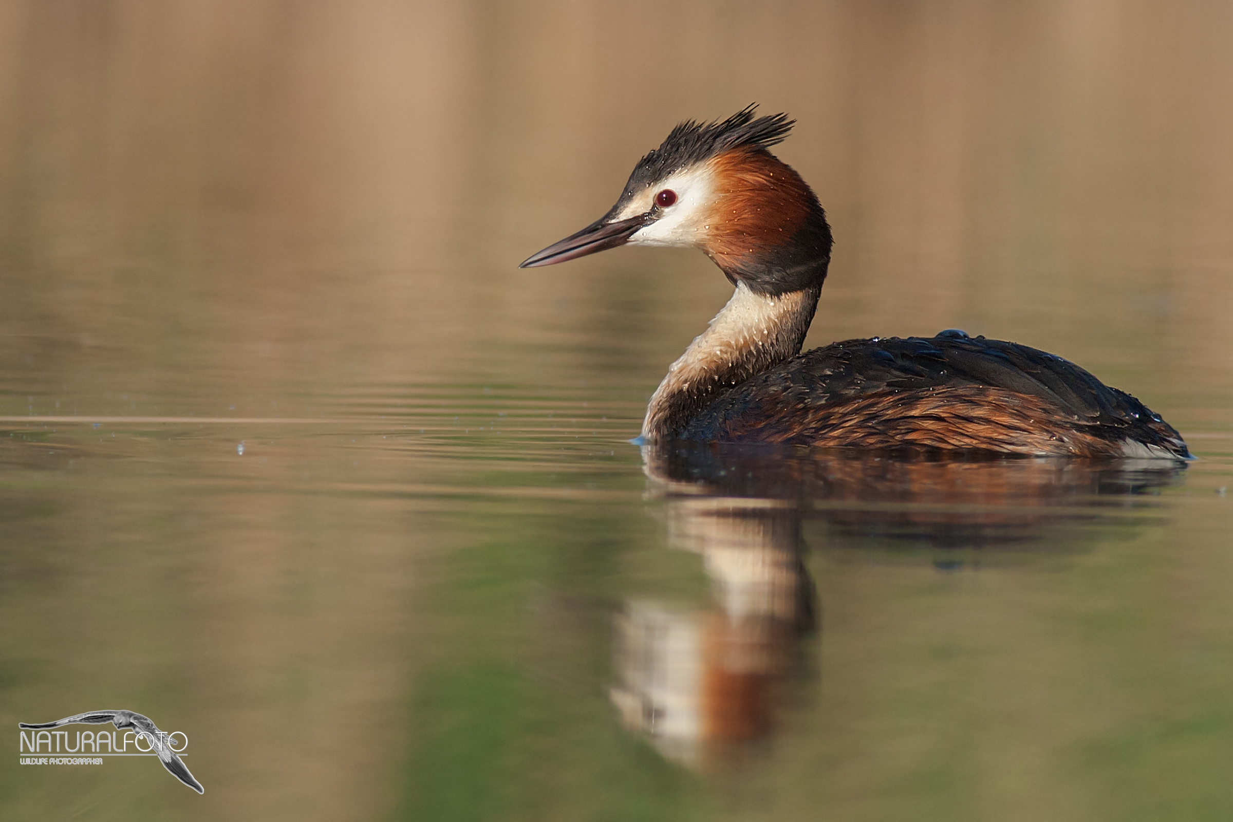 Great Crested Grebe