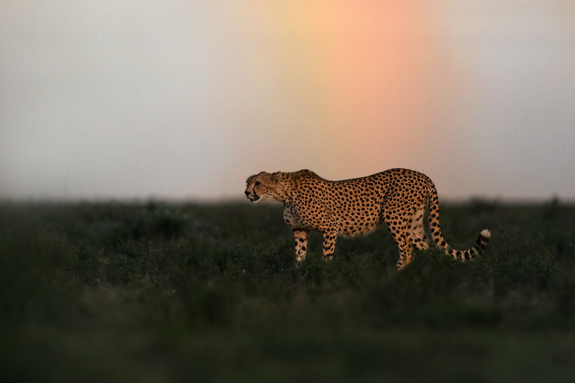 Somewhere under the raimbow