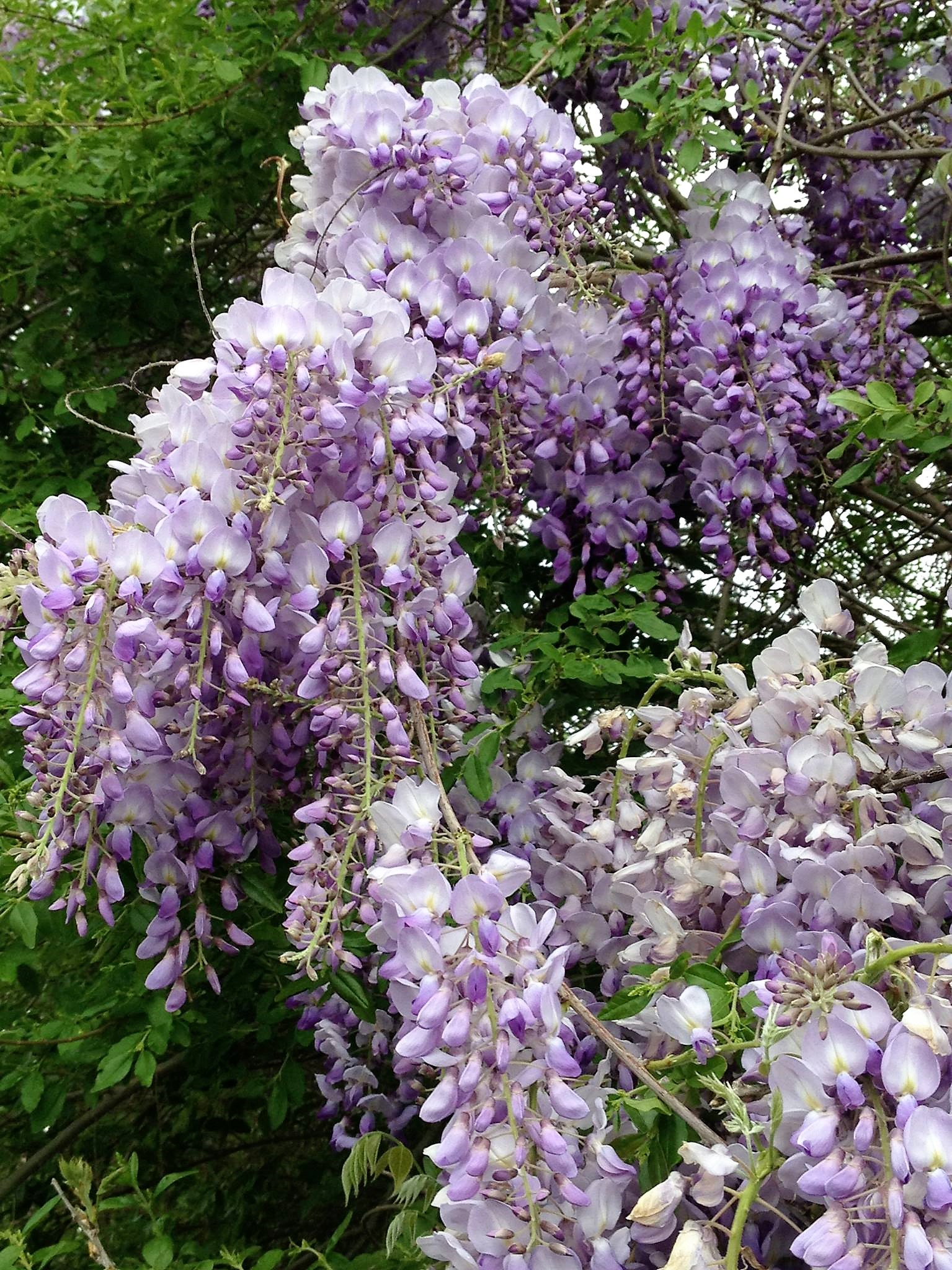 wisteria