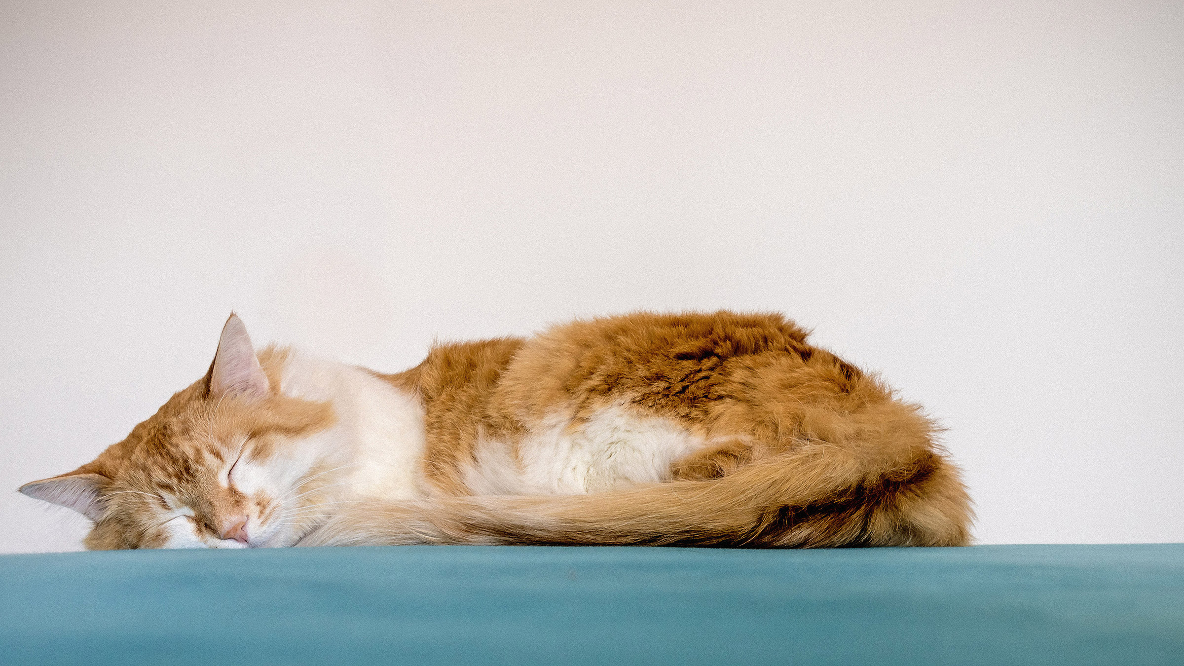 Essenzialmente Micio