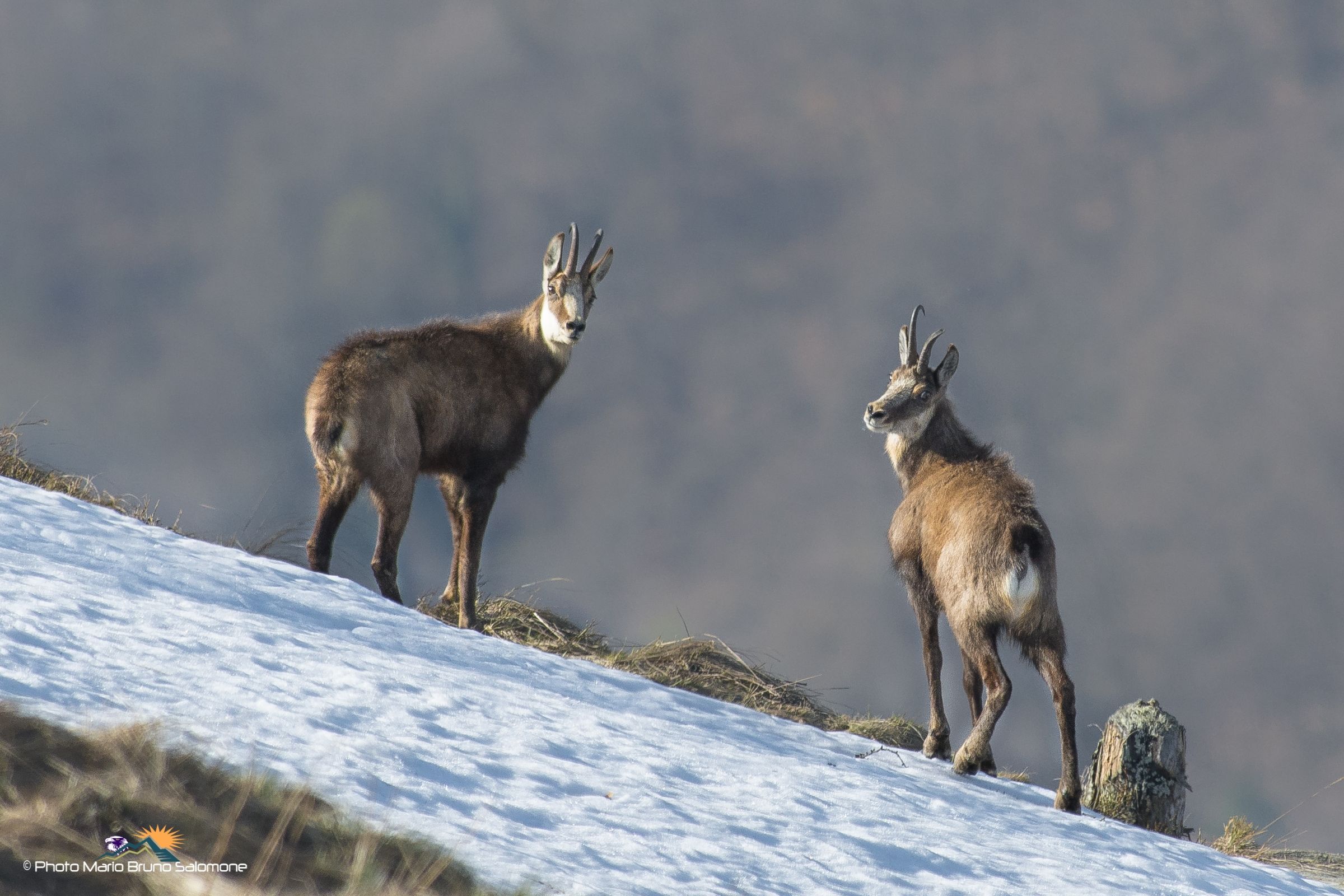 Chamois, late winter.