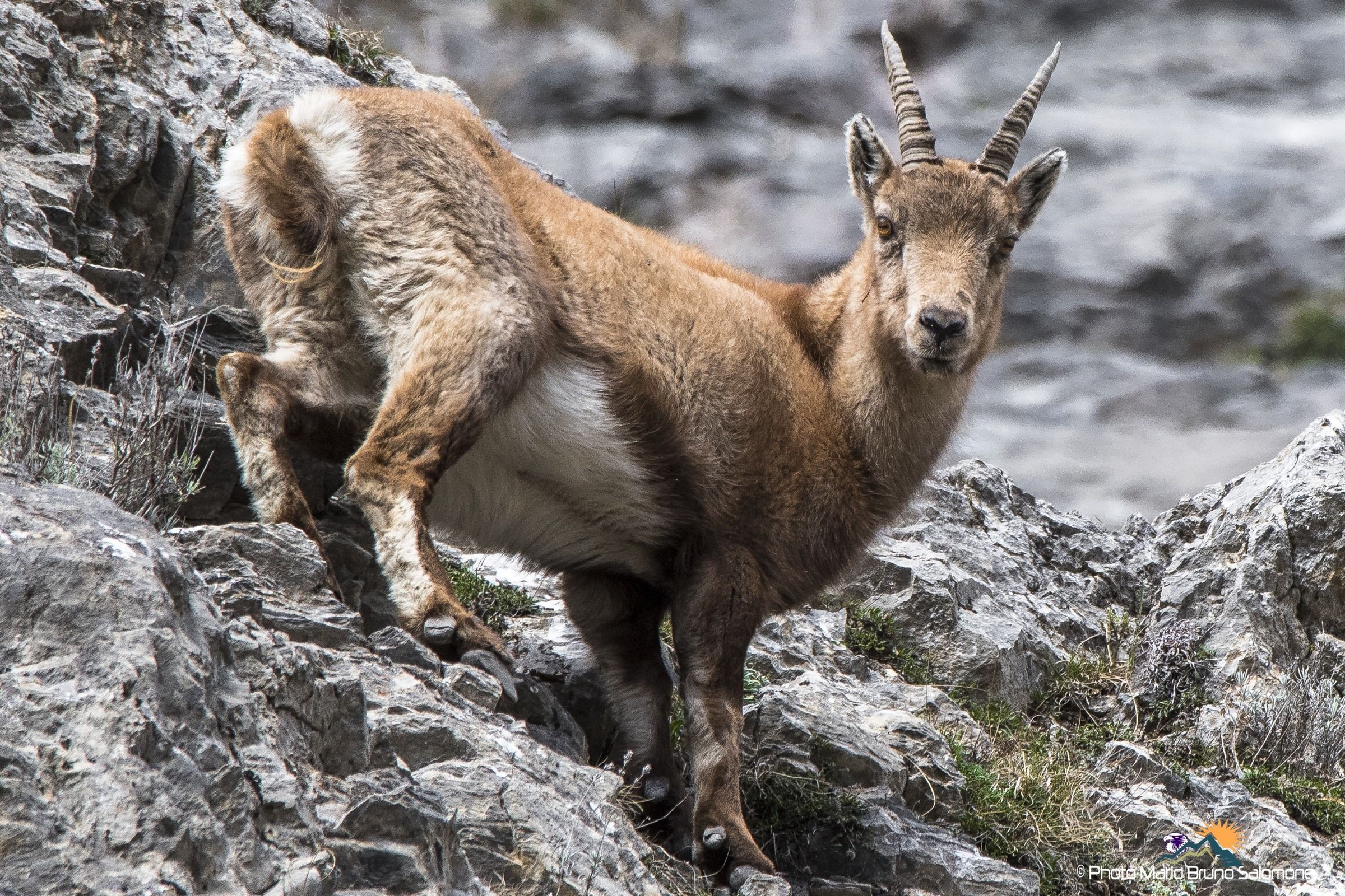 On the vertical. Ibex female