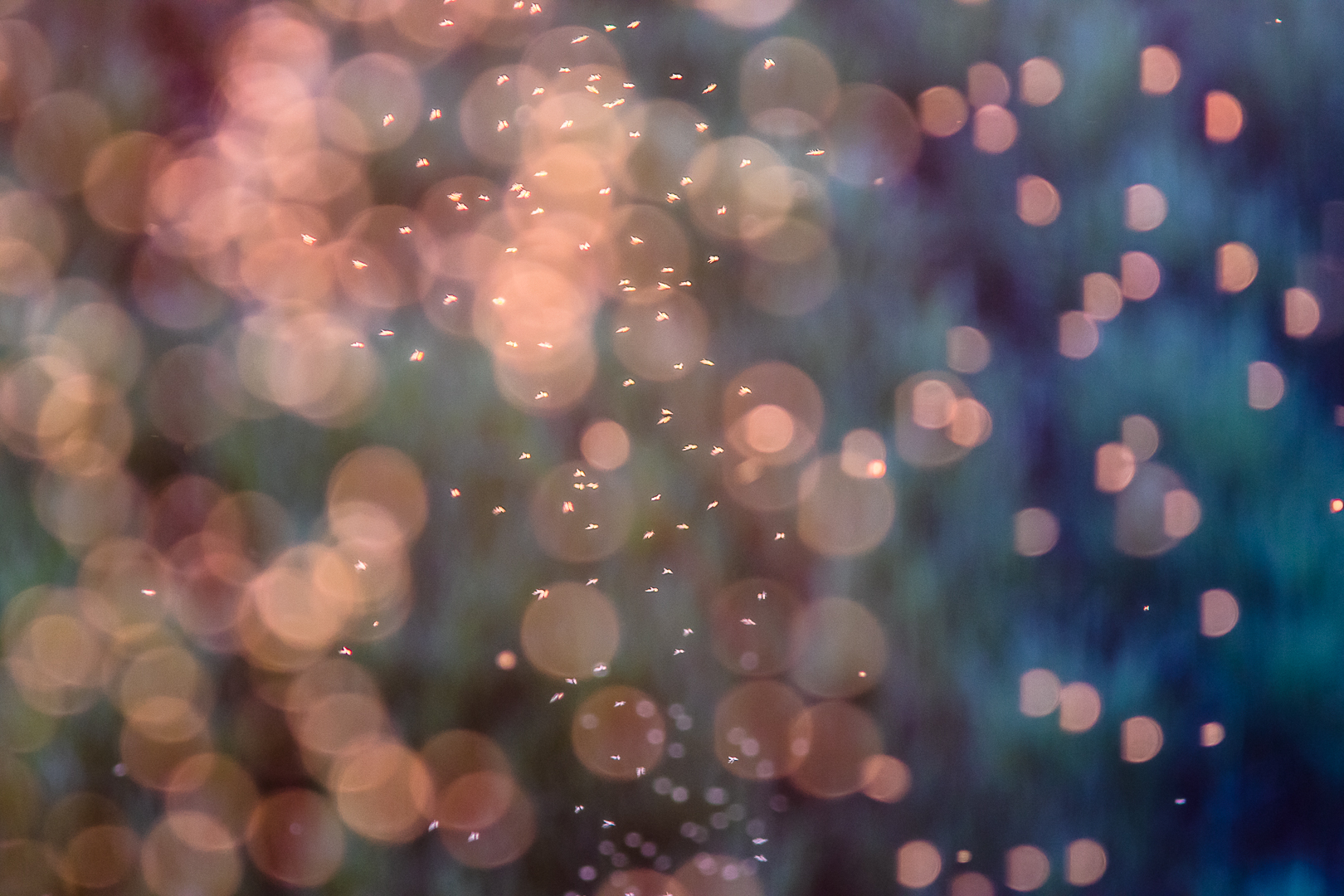 Mosquitoes at sunset