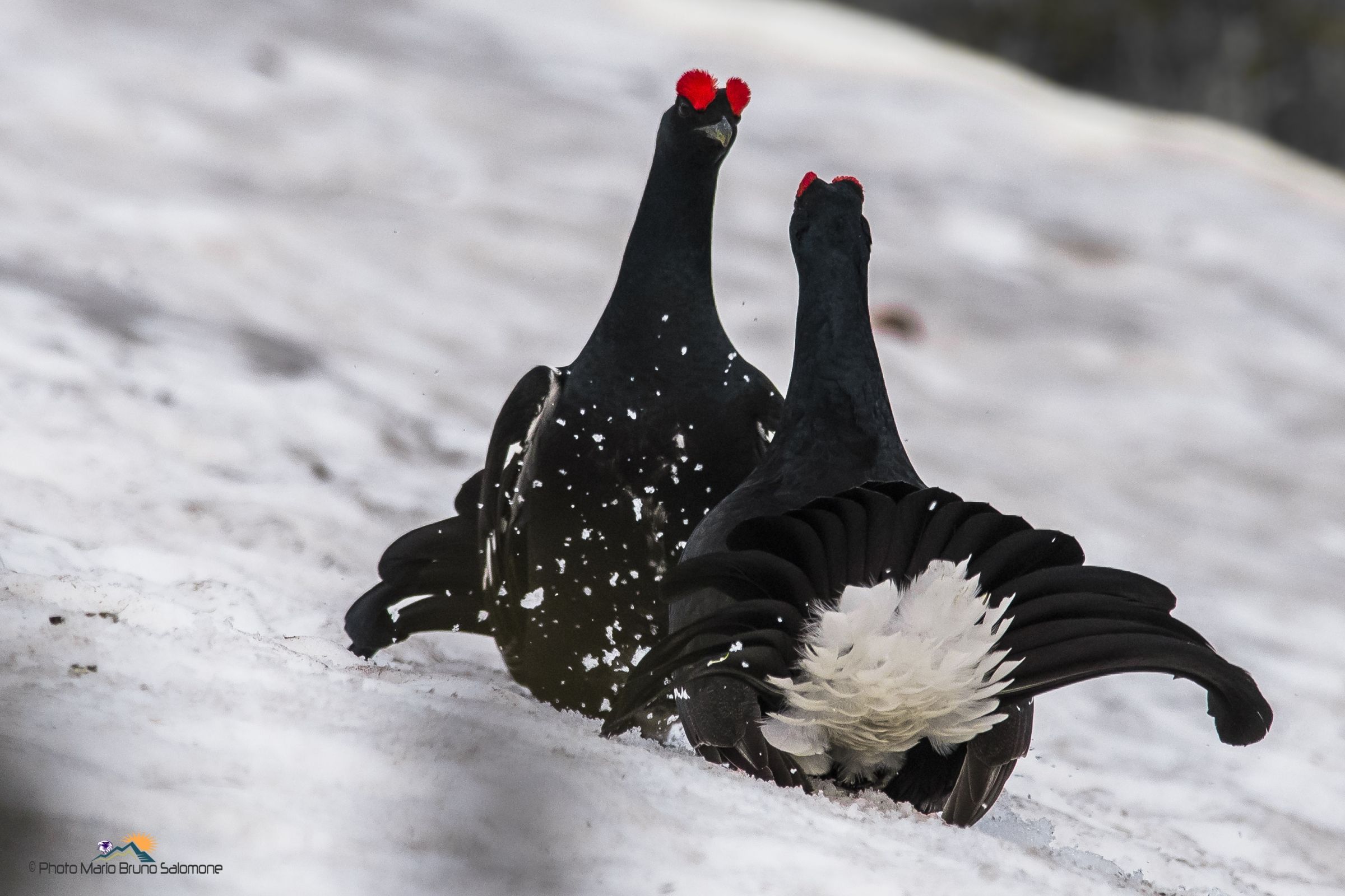 Affrontarsi a suon di becco.